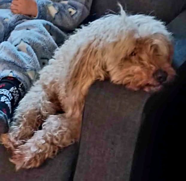 Loulou  - 2 Route du Moulin à Eau, Garigny