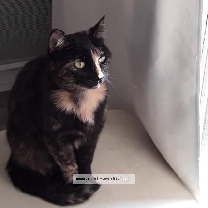 Iris - Chemin du Lavoir, Saint-Clément-les-Places