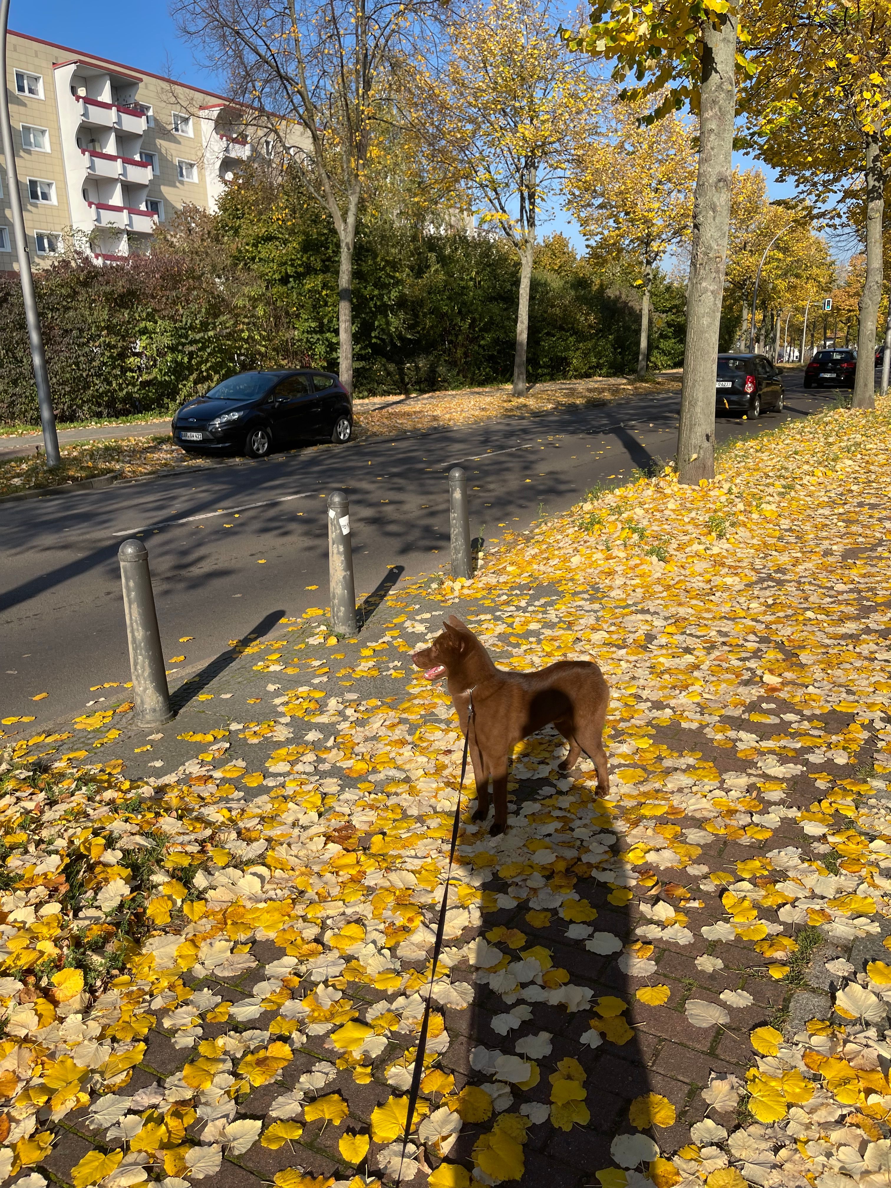 Boo - Herzbergstraße, Berlin