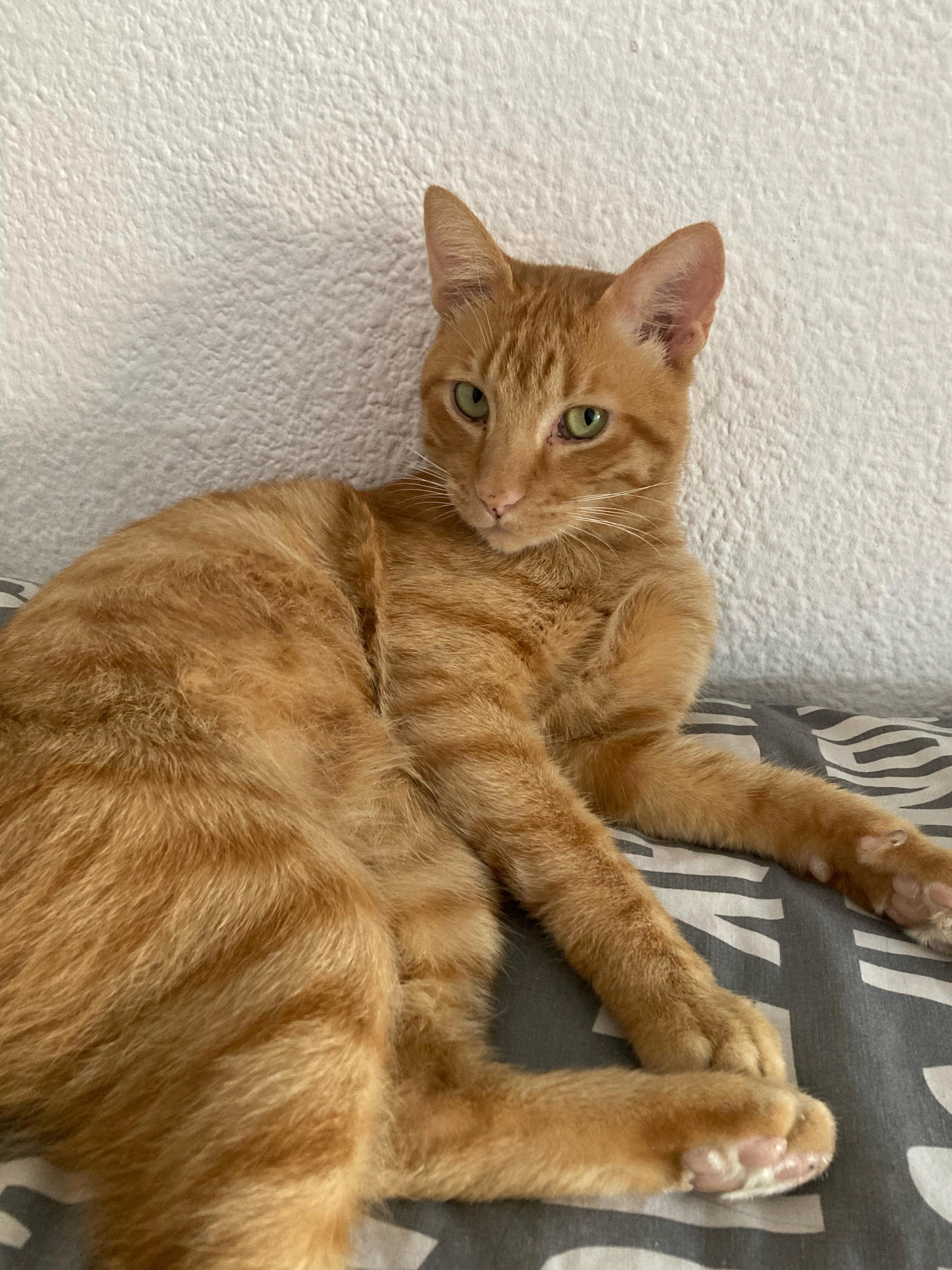 MILO - Calle De Tomás Higuera, Zaragoza