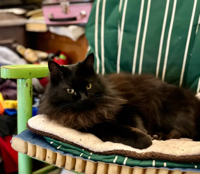 IZZY - Carlos Avenue, Redwood City