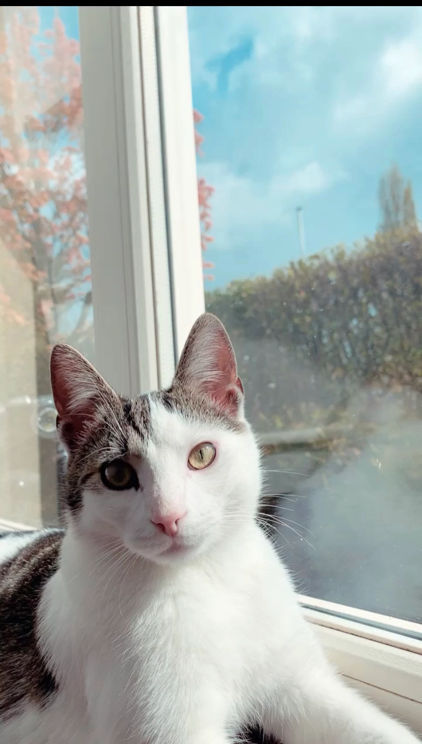 Dribble - Borculoseweg, Neede