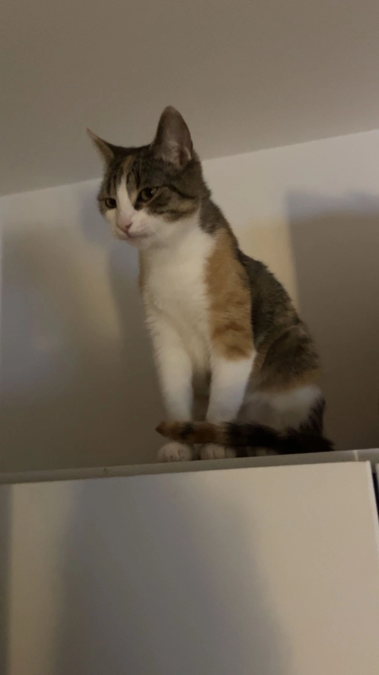 Zuzu - Albrecht-von-Haller-Straße, Göttingen