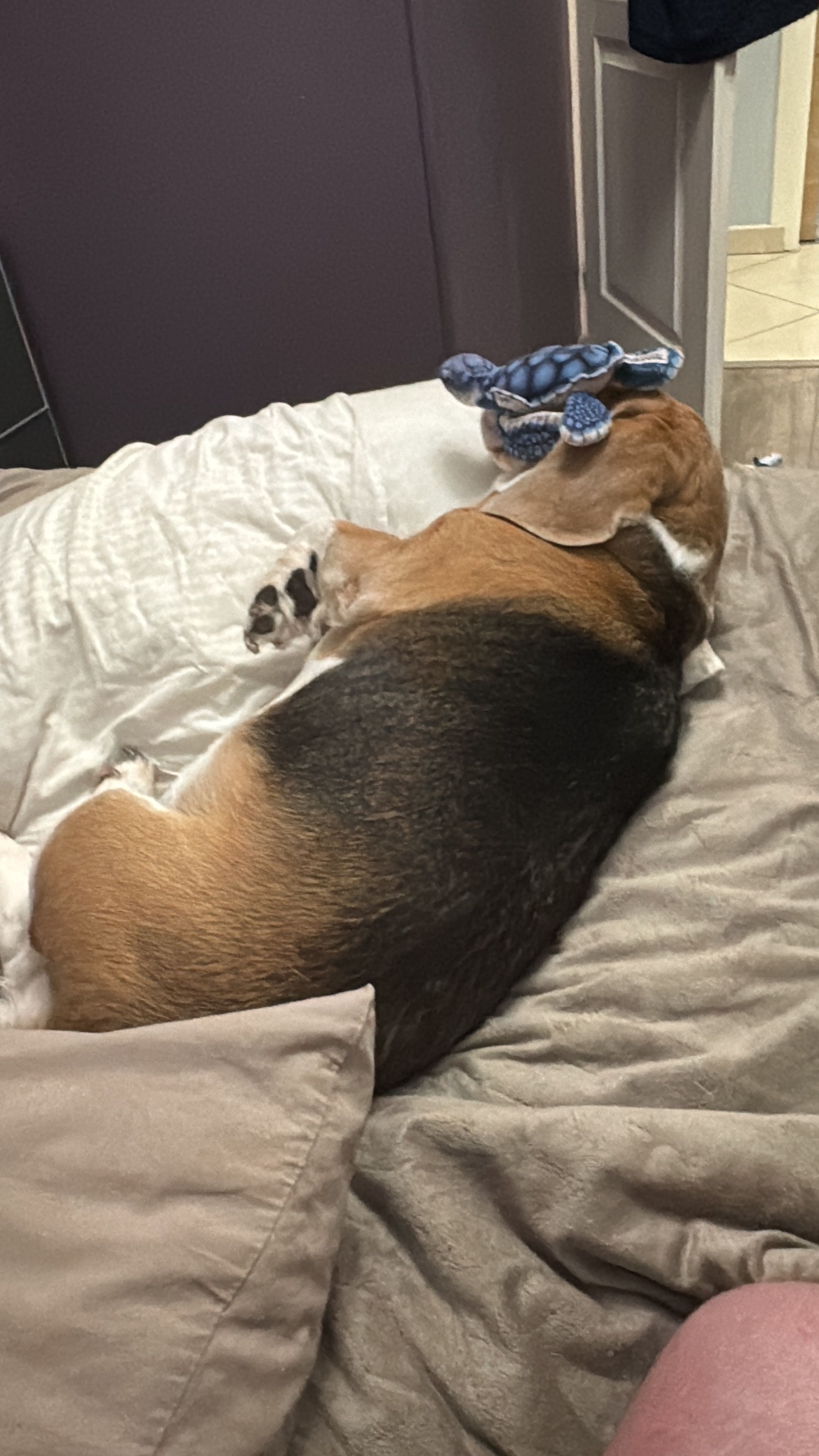 Jerry - Rue De La Graillotte, Nogent-sur-Vernisson