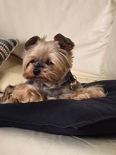 Mila - Avenue Des Pyrénées, Muret