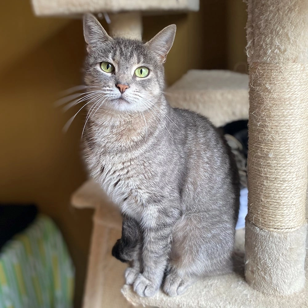 Button - Castle Grove, Glencullen