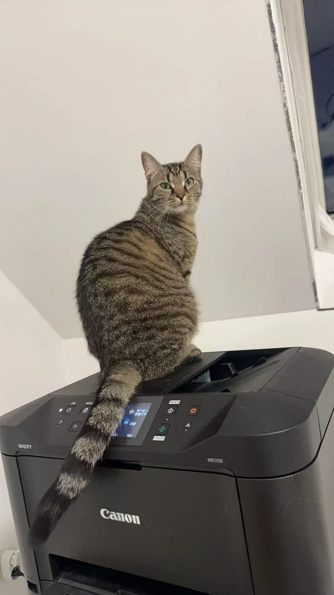 sandy - Herenweg, Tongeren-Borgloon