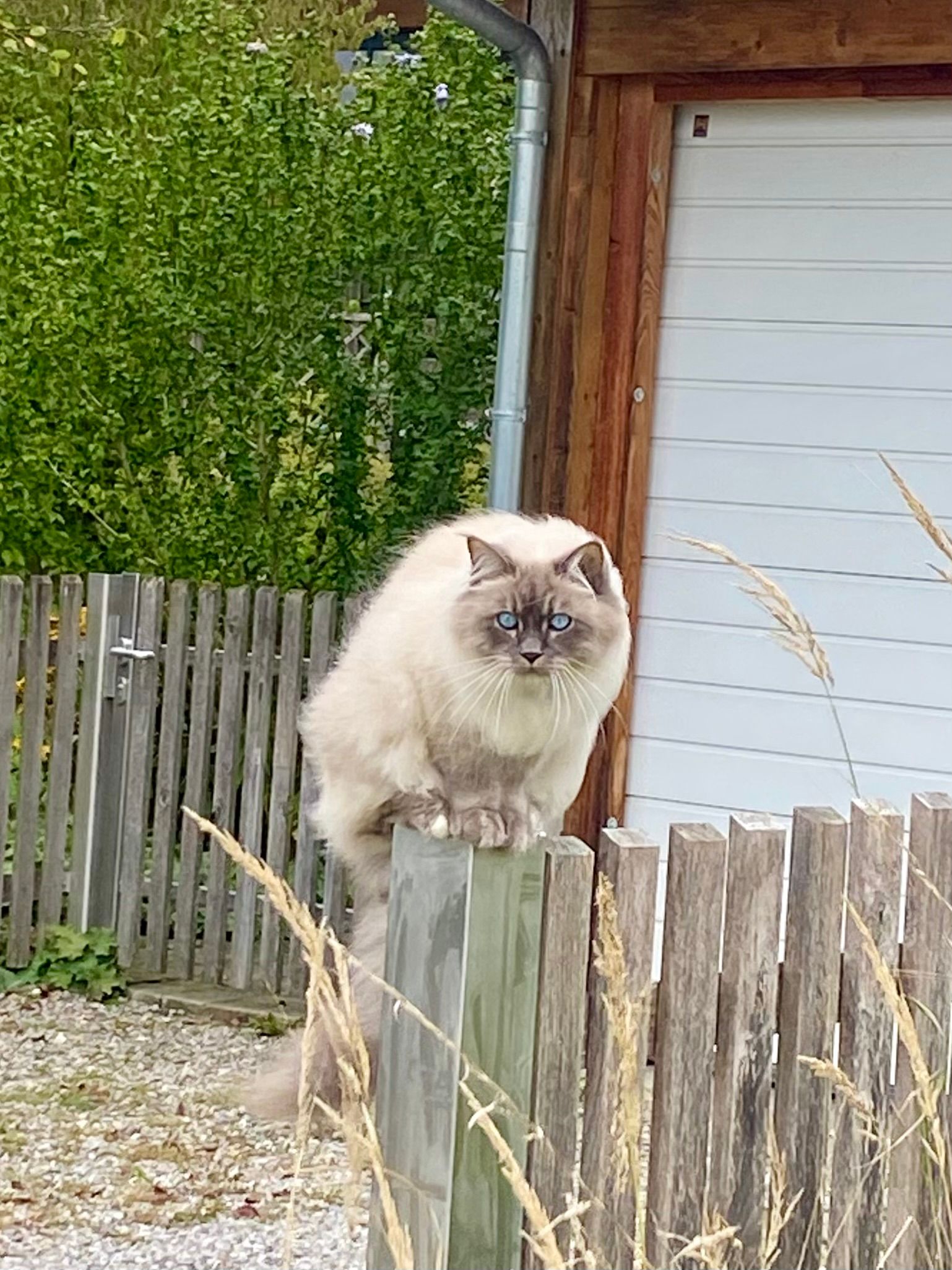 Gismo - Reischenauweg, Kutzenhausen