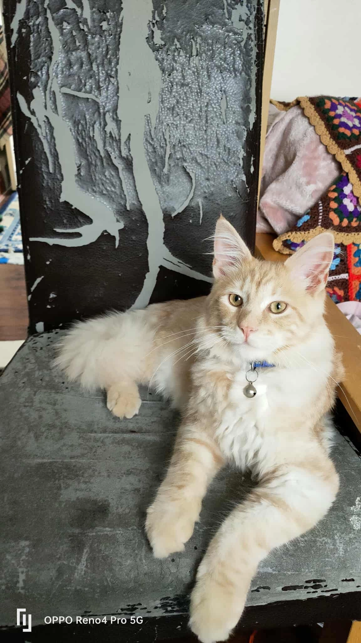 Waffle  - 21 Chevallier Street, Ipswich