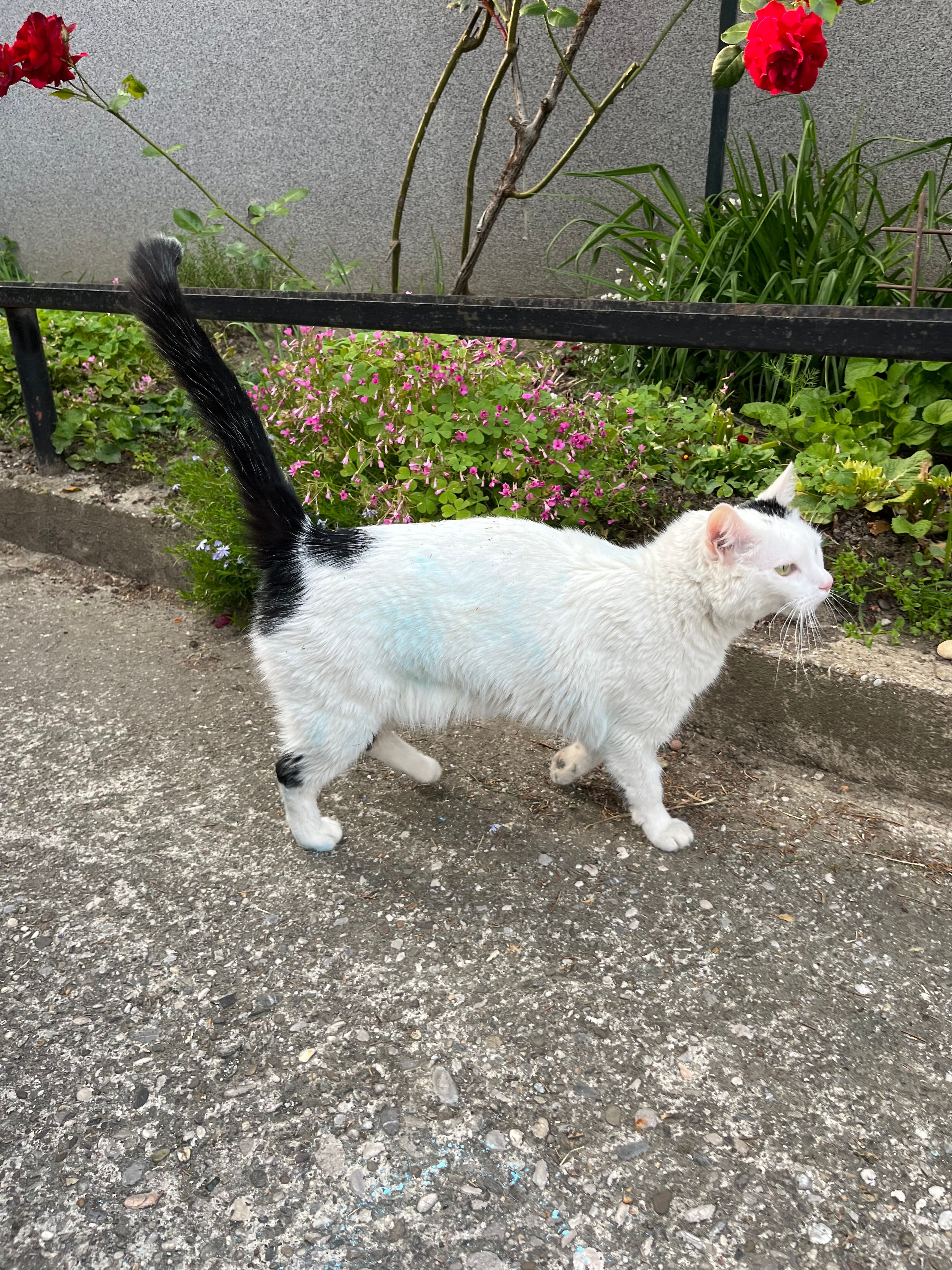 Rio - Vrapče Donje, Zagreb