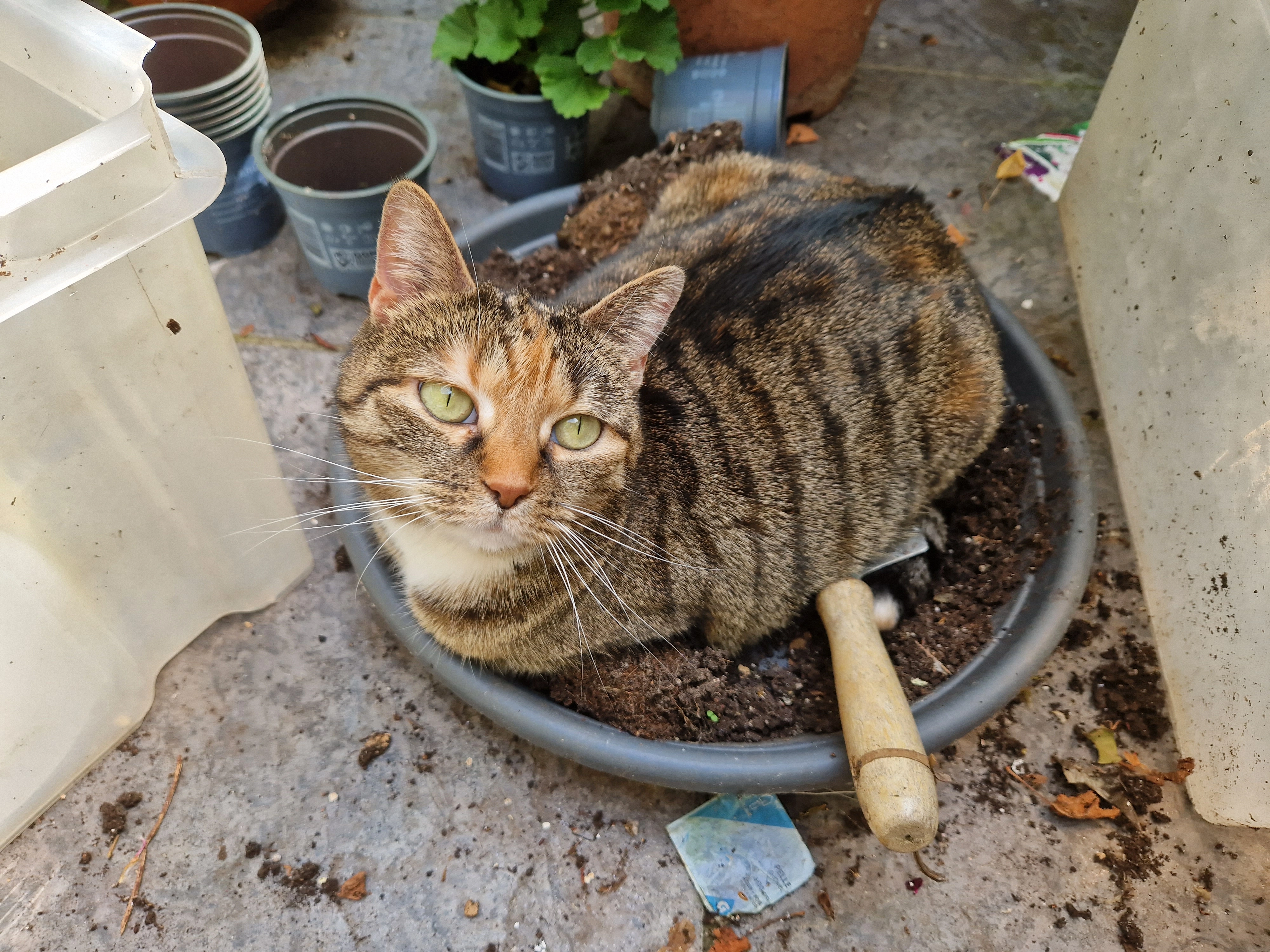 Minou - Rue d'Octobre, Woluwe-Saint-Lambert