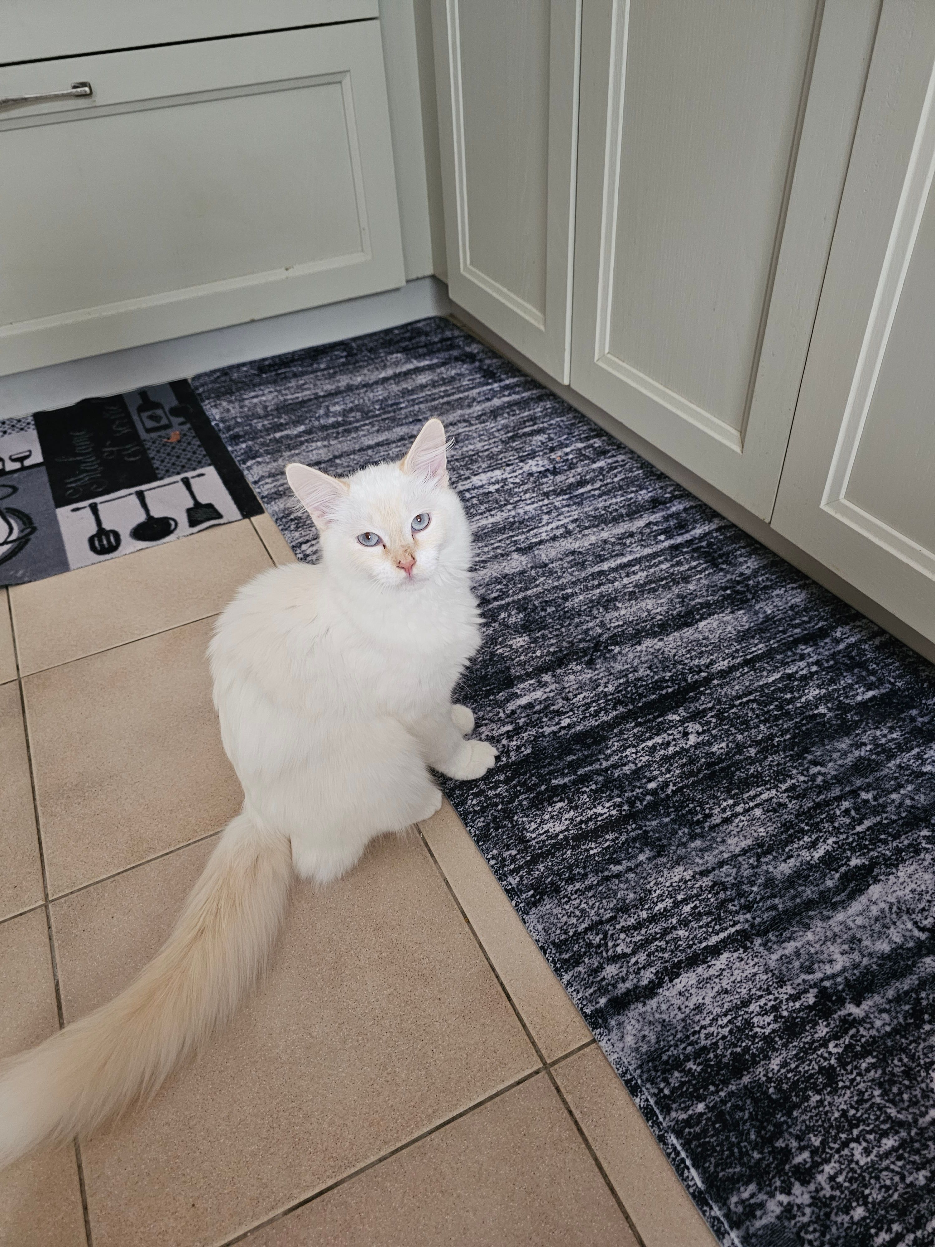 Lucky  - Rue Blanqui, Thouars