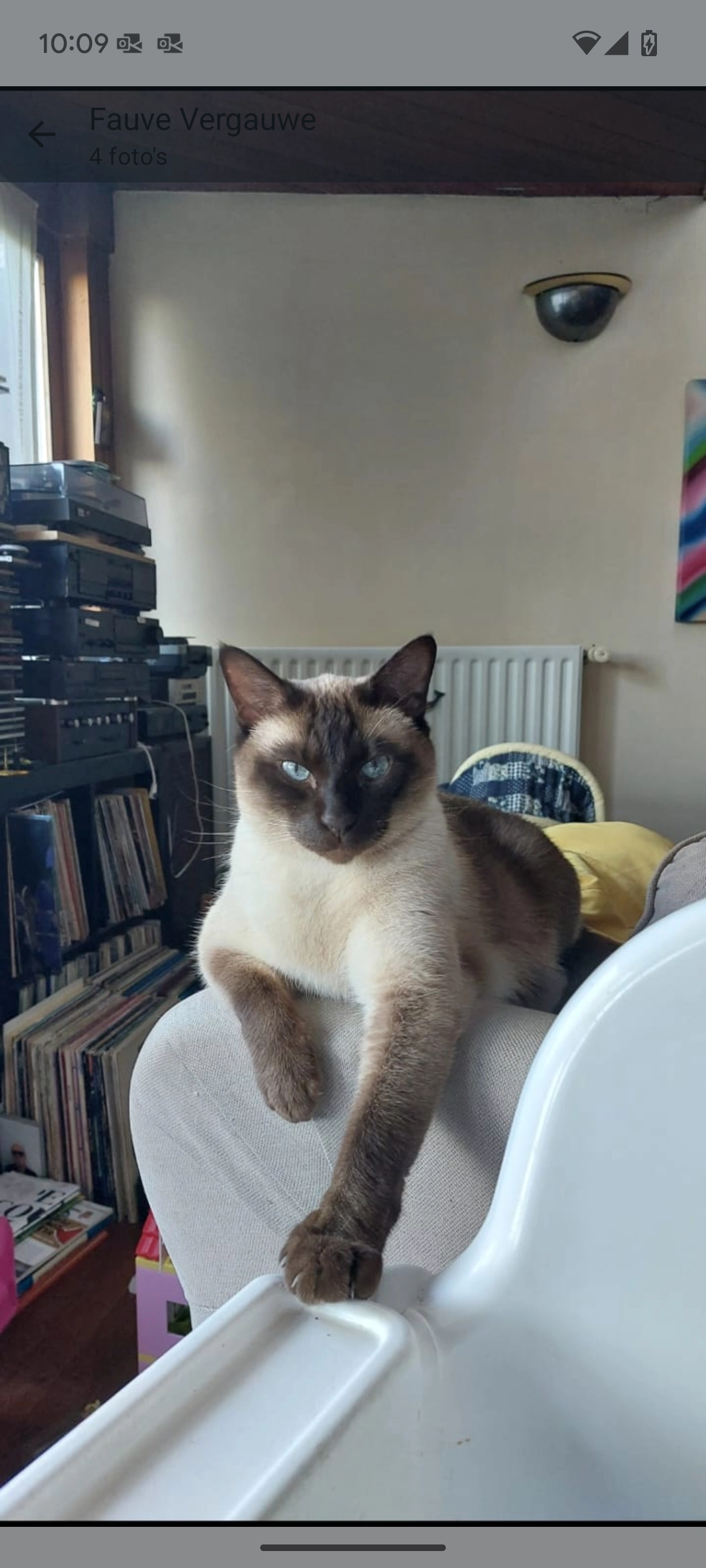 Bagheera  - Dreef, Lievegem