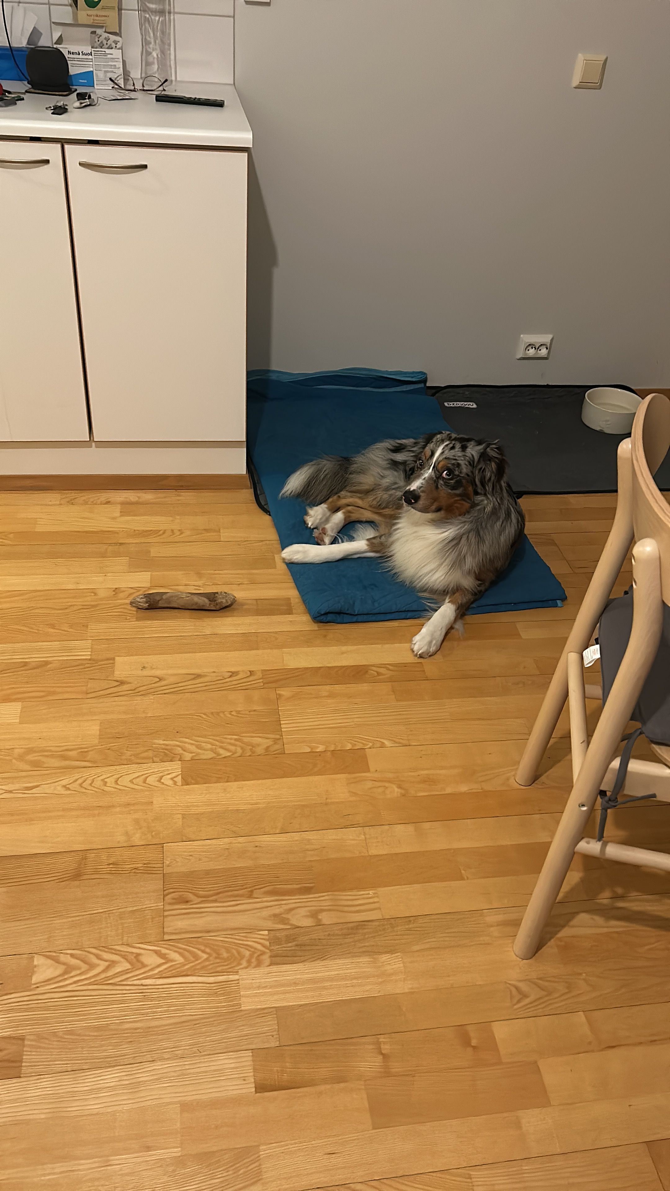 Missing Cat - Ympyrätie, Vaasa