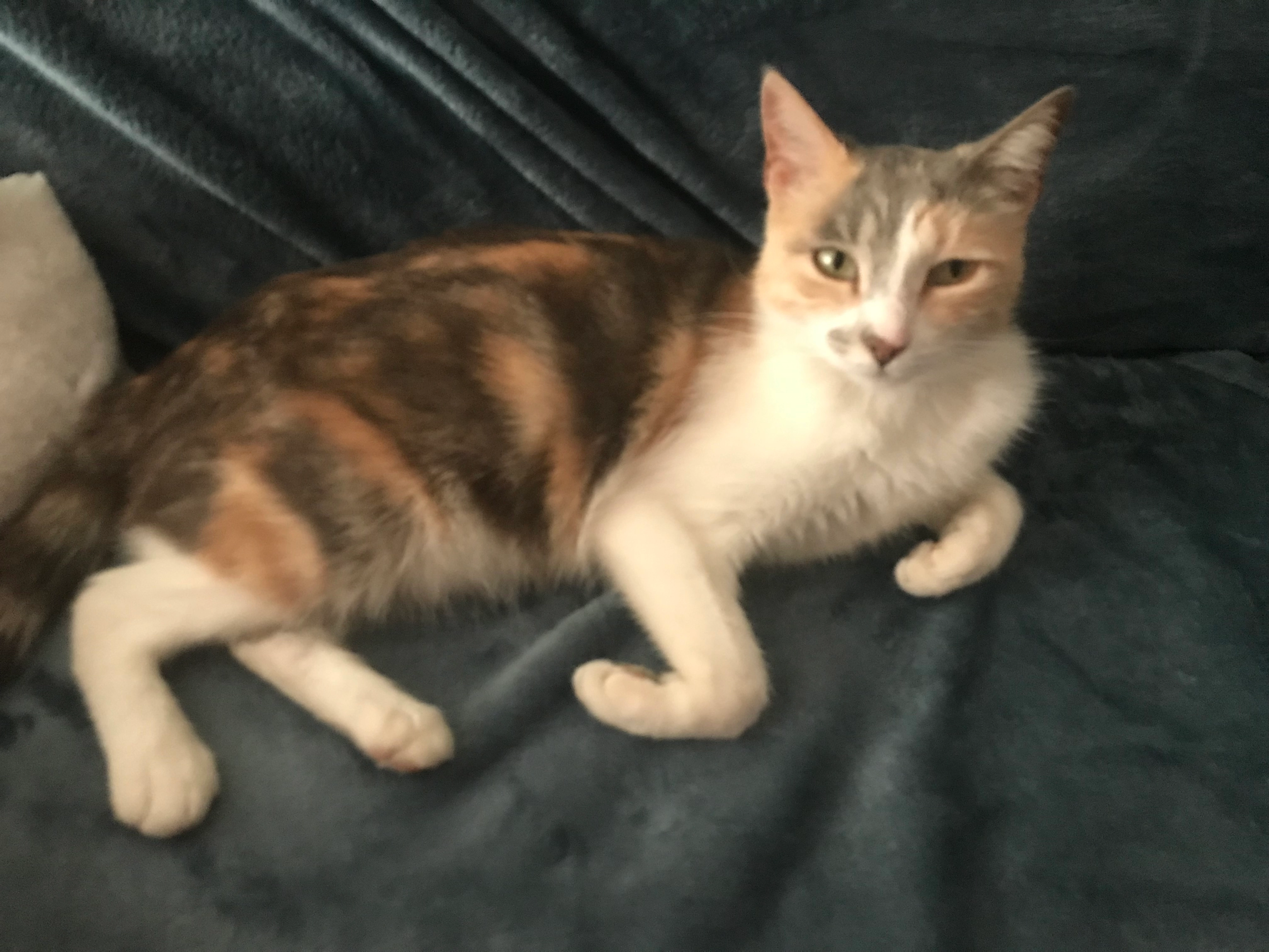 Kitty  - 6 Avenue Monteroni d'Arbia, Le Crès