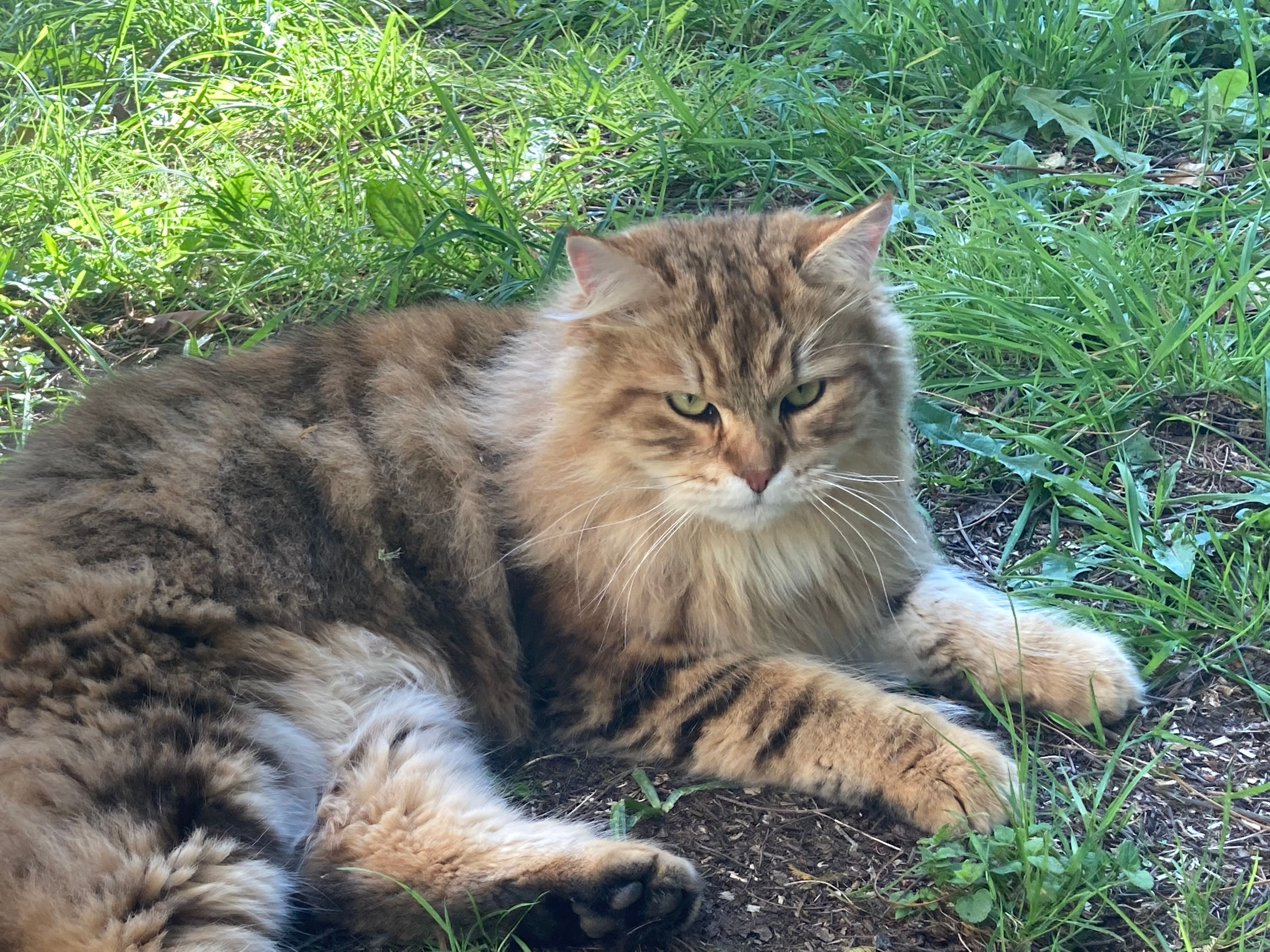 Utah - 210 Rue de Goarem Creis, Hôpital-Camfrout