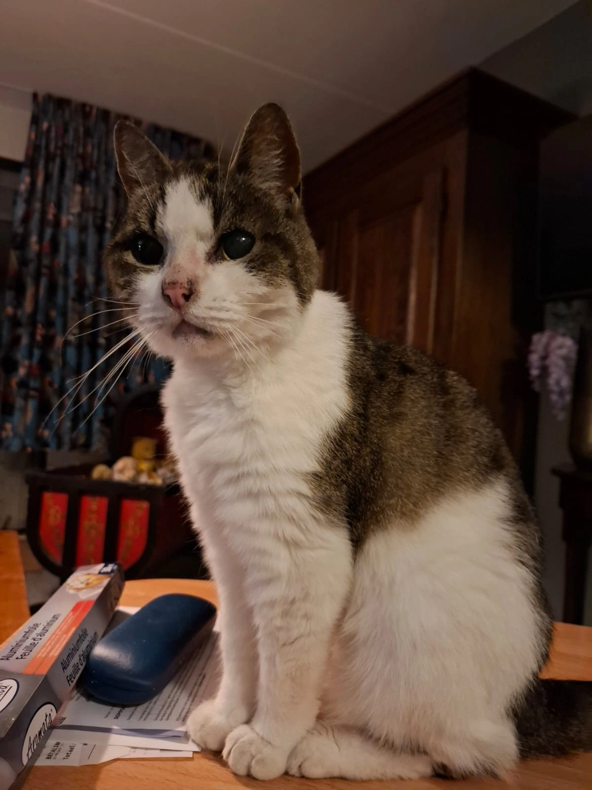 Freya  - Gebroeders Schutstraat, Oisterwijk