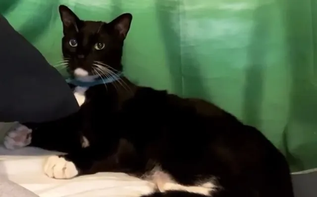 Milo - Milne Dr, Torrance