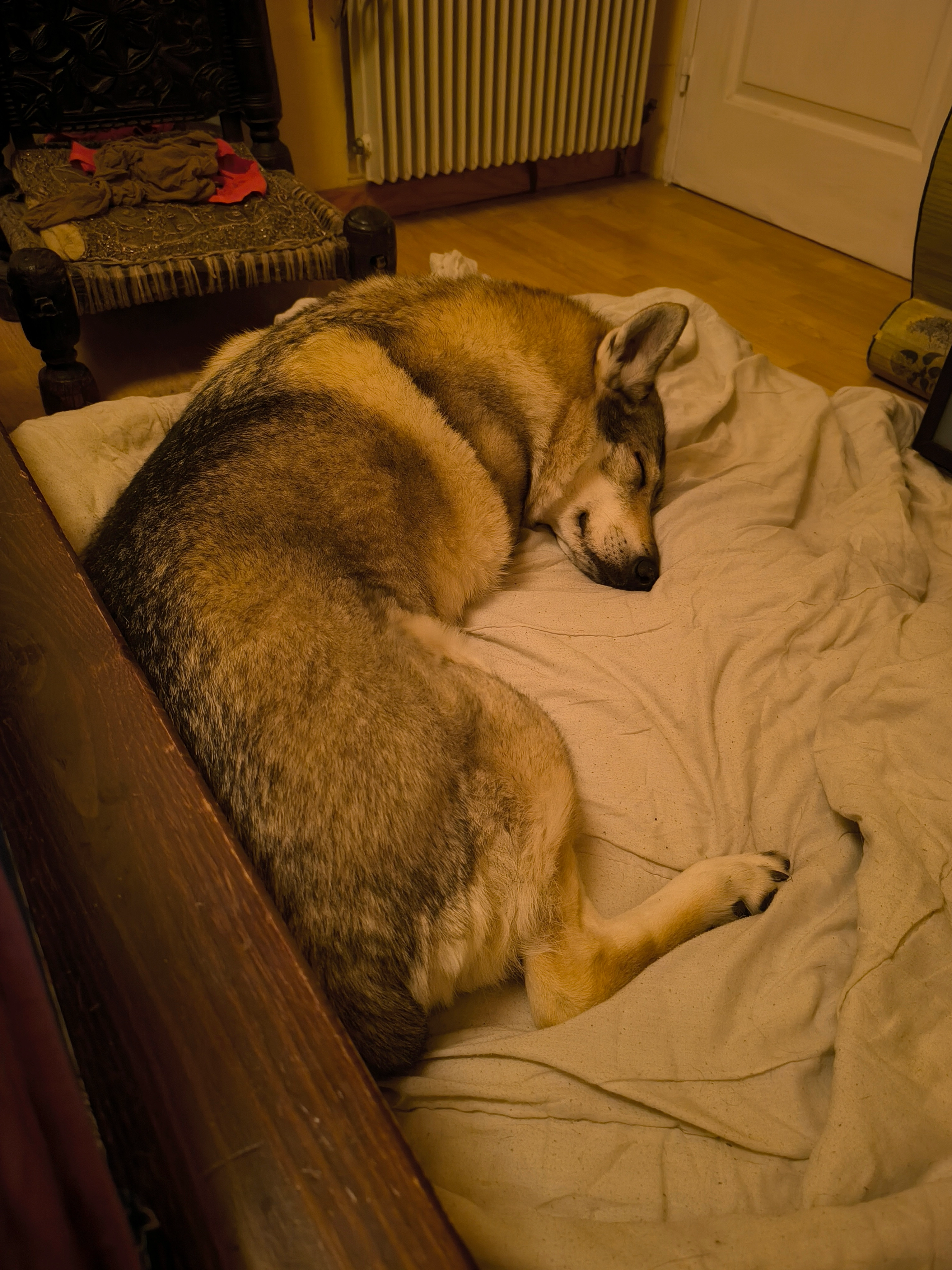 Iris c est un chien loup tchèque - 95160, Montmorency