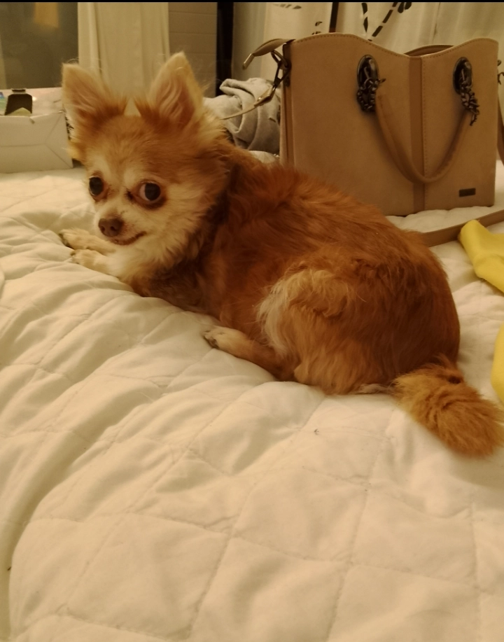 Bella - Korbacher Straße, Kassel