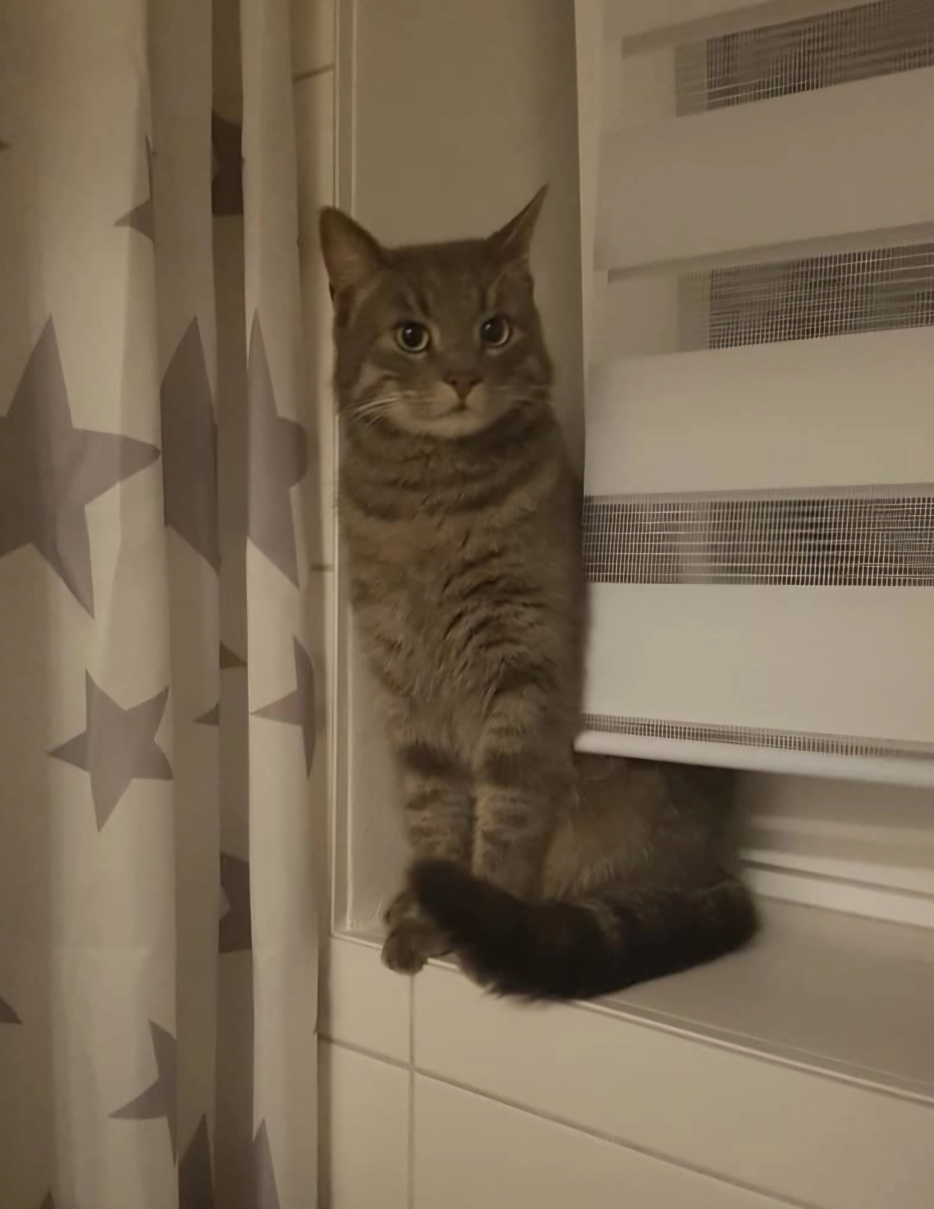 Marley - 5165, Berndorf bei Salzburg