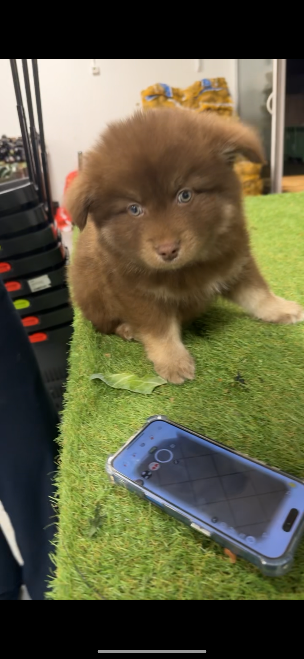 Cookie - 20 Route de Grenade, Seilh