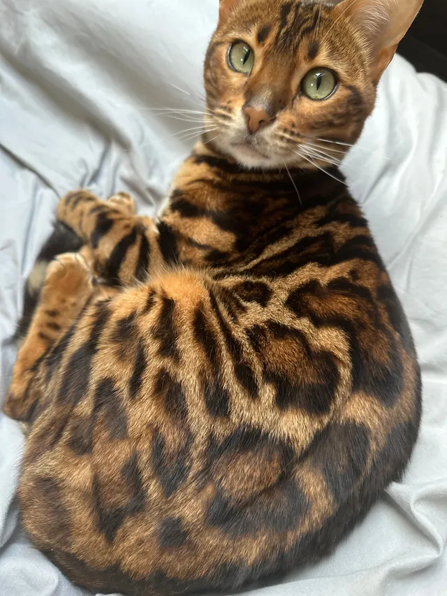 Rosie - Groves Close, Bourne End