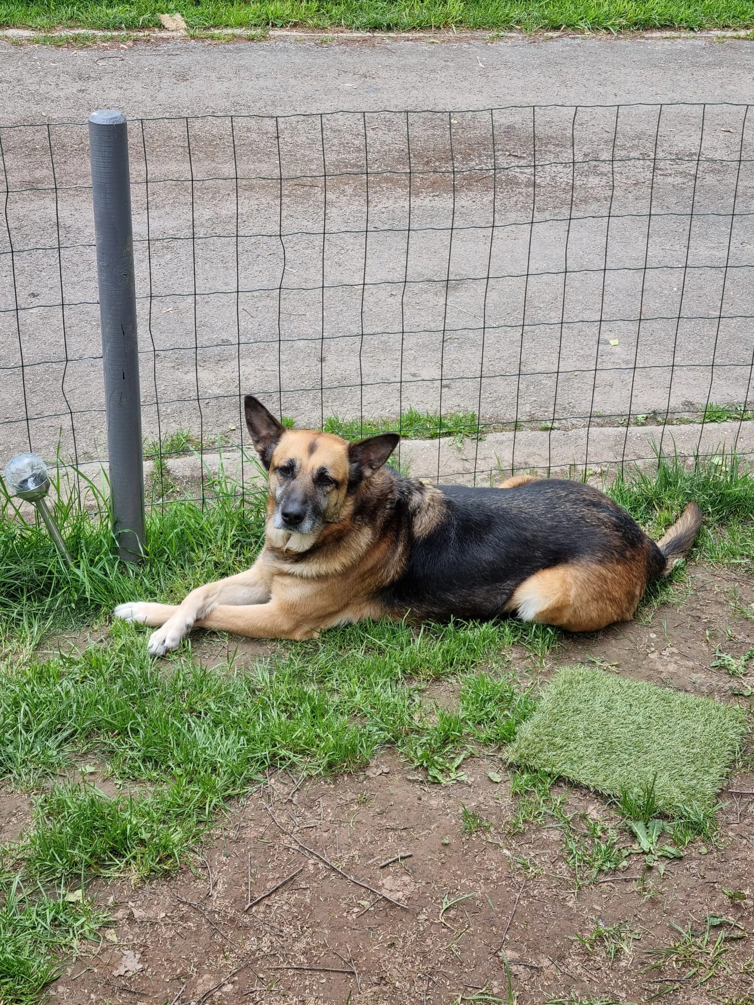 Shiva - Rue De Ruy, Grâce-Hollogne