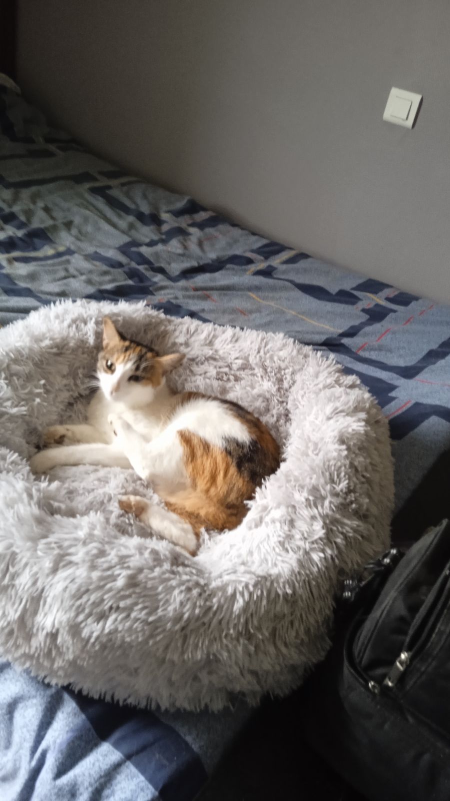 Noisette - Chemin Du Sénéchal, Villefranche-de-Rouergue