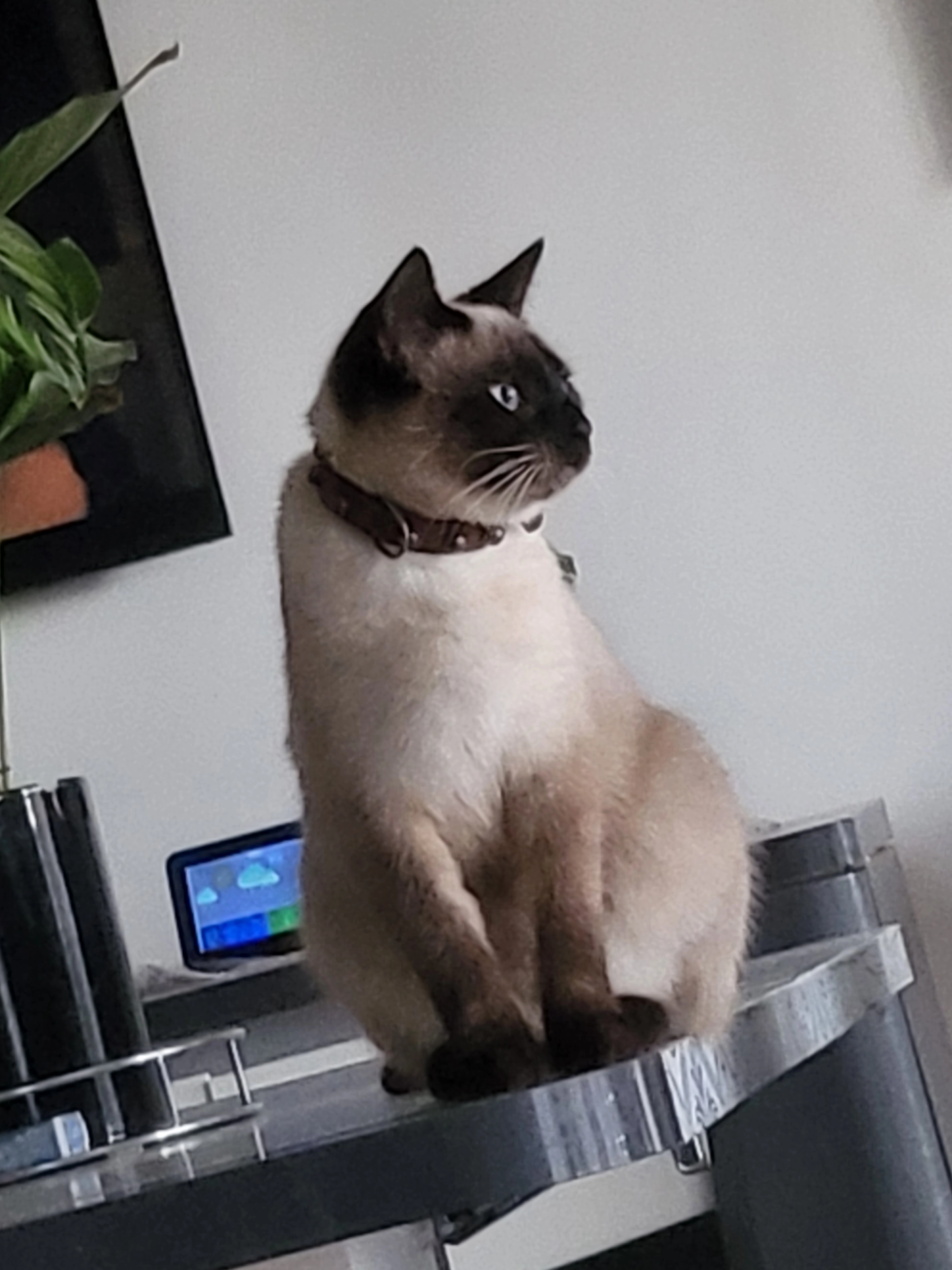 Missing Cat - Zone Portuaire Blancpignon, Anglet