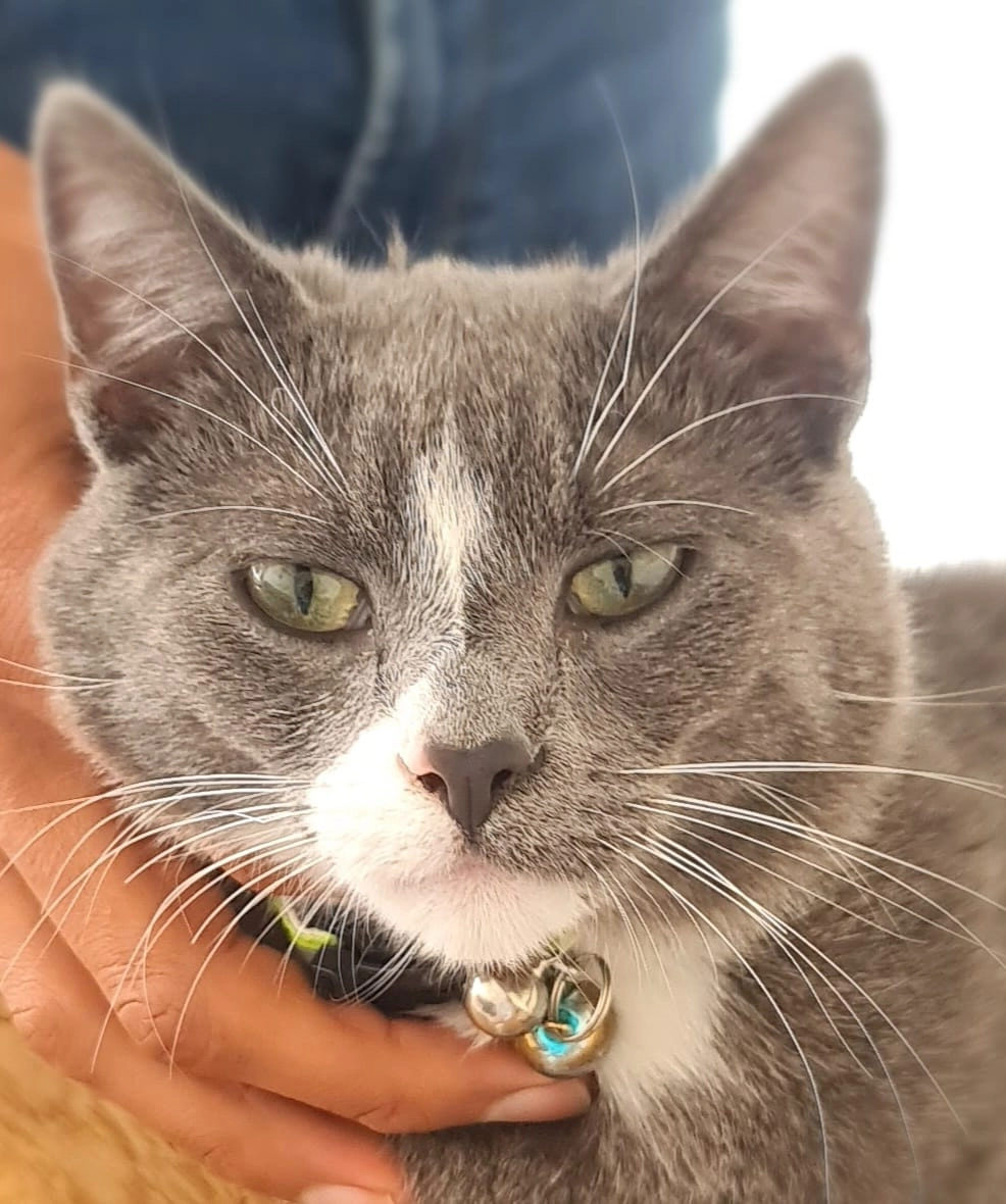 Luufy - De Jokse, Leeuwarden