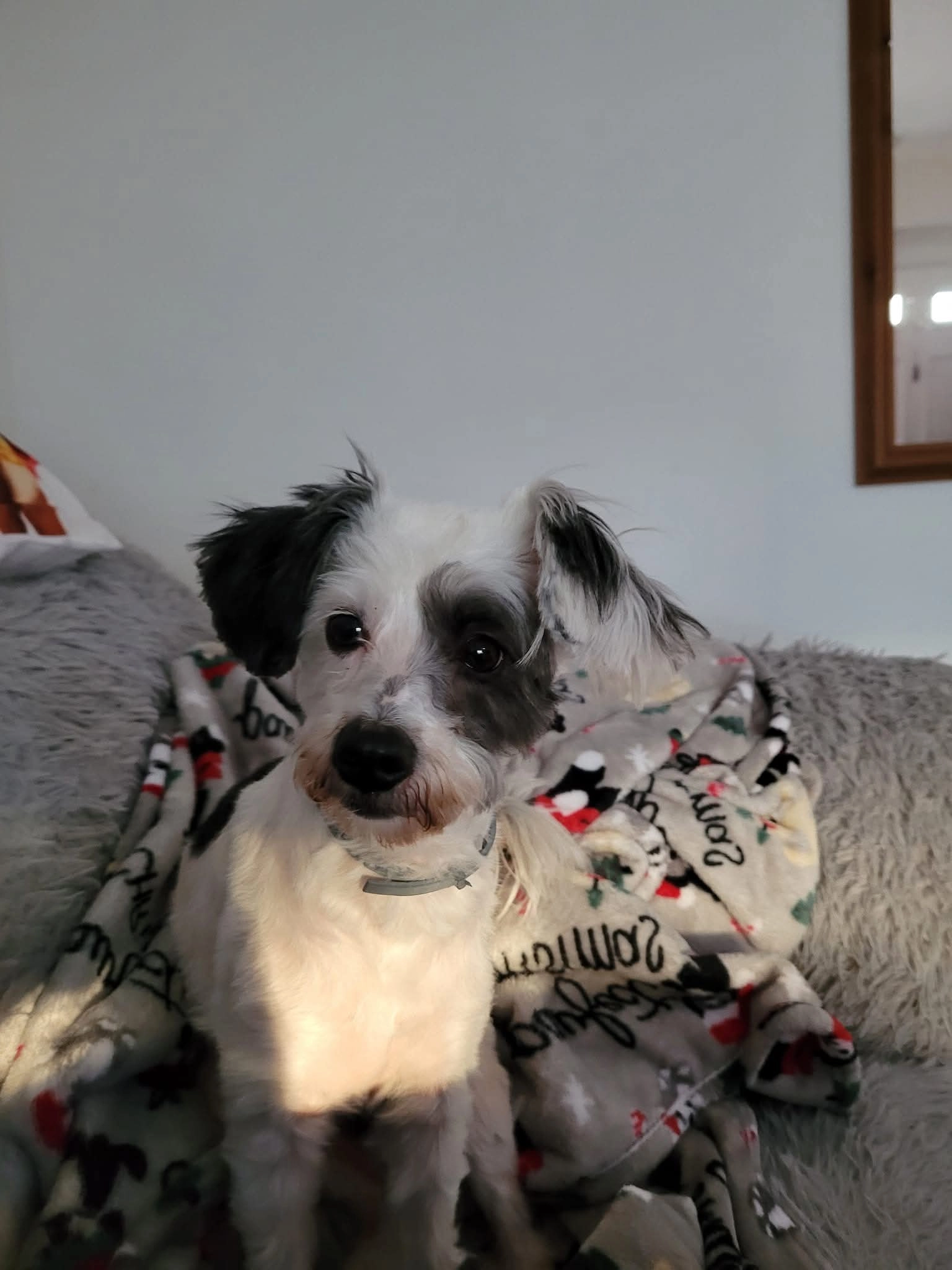 Lola - Head Street, Halstead