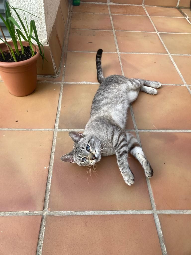 Symba ( macho) - Carrer Roselló número 81 alrededores, explanada..., Granollers