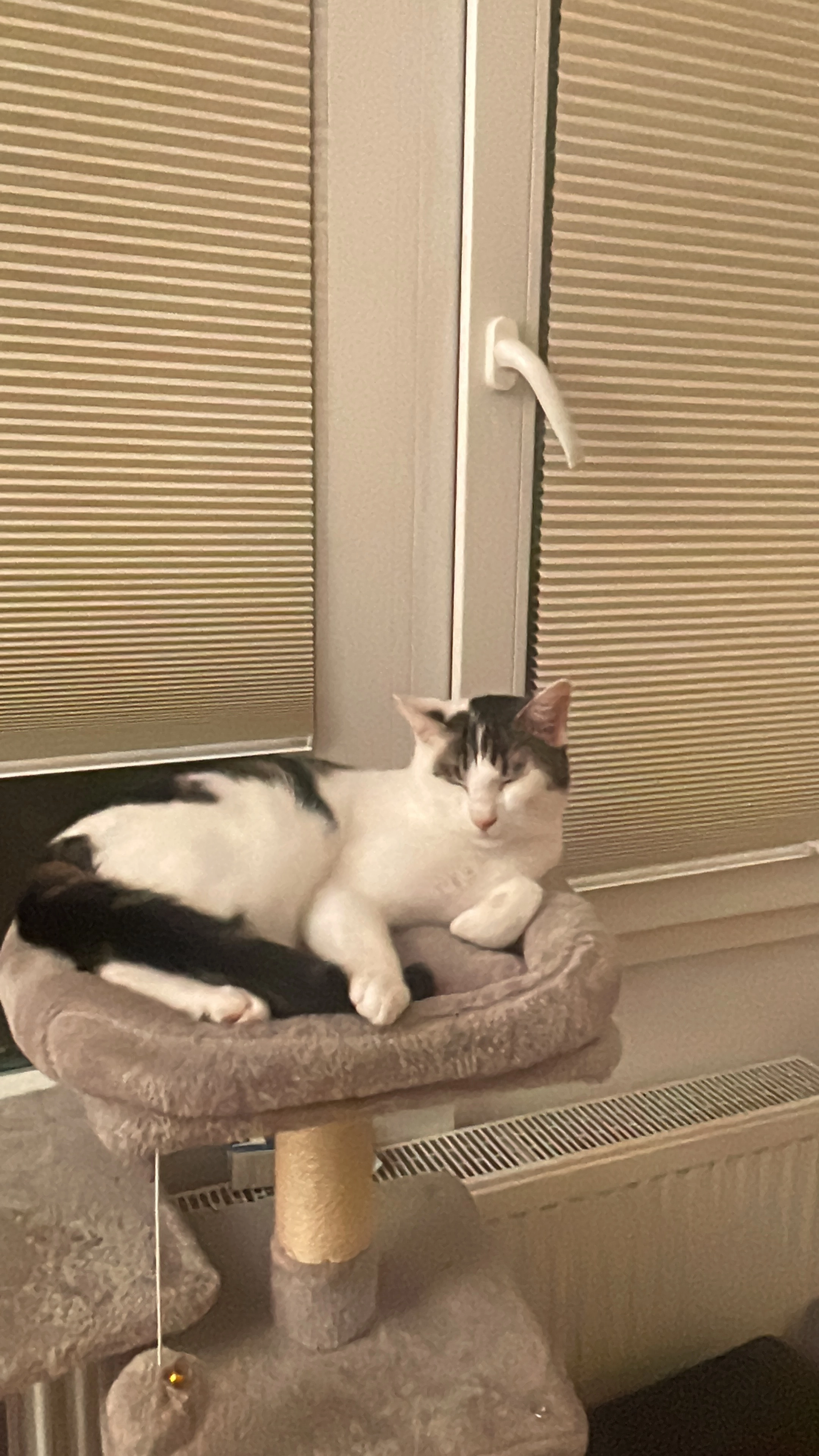 Chico - Hinter Den Höfen, Rosdorf