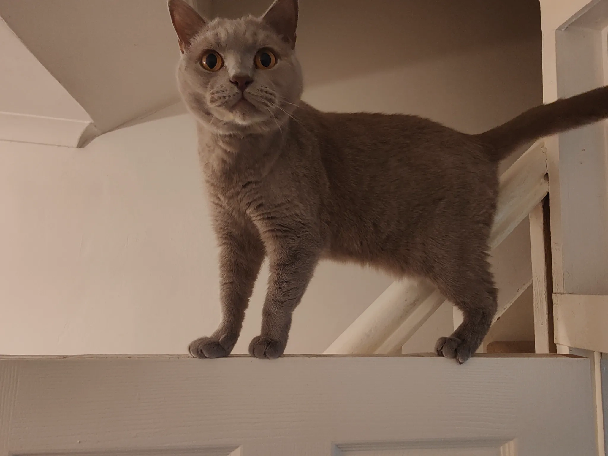 Teddy - Turnberry Road, Birmingham