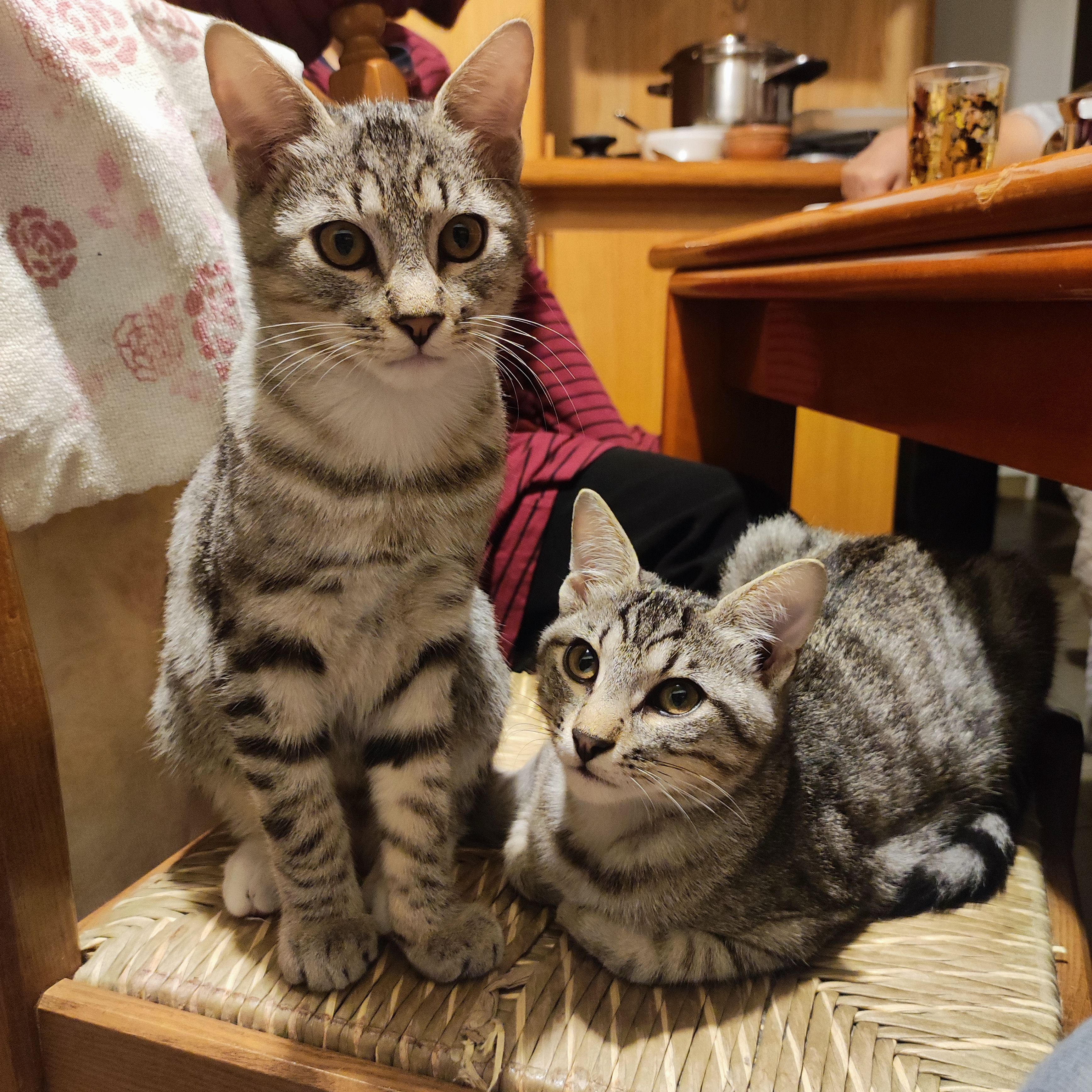 Basilico e Alessandro - Via Piantanida, Cuggiono