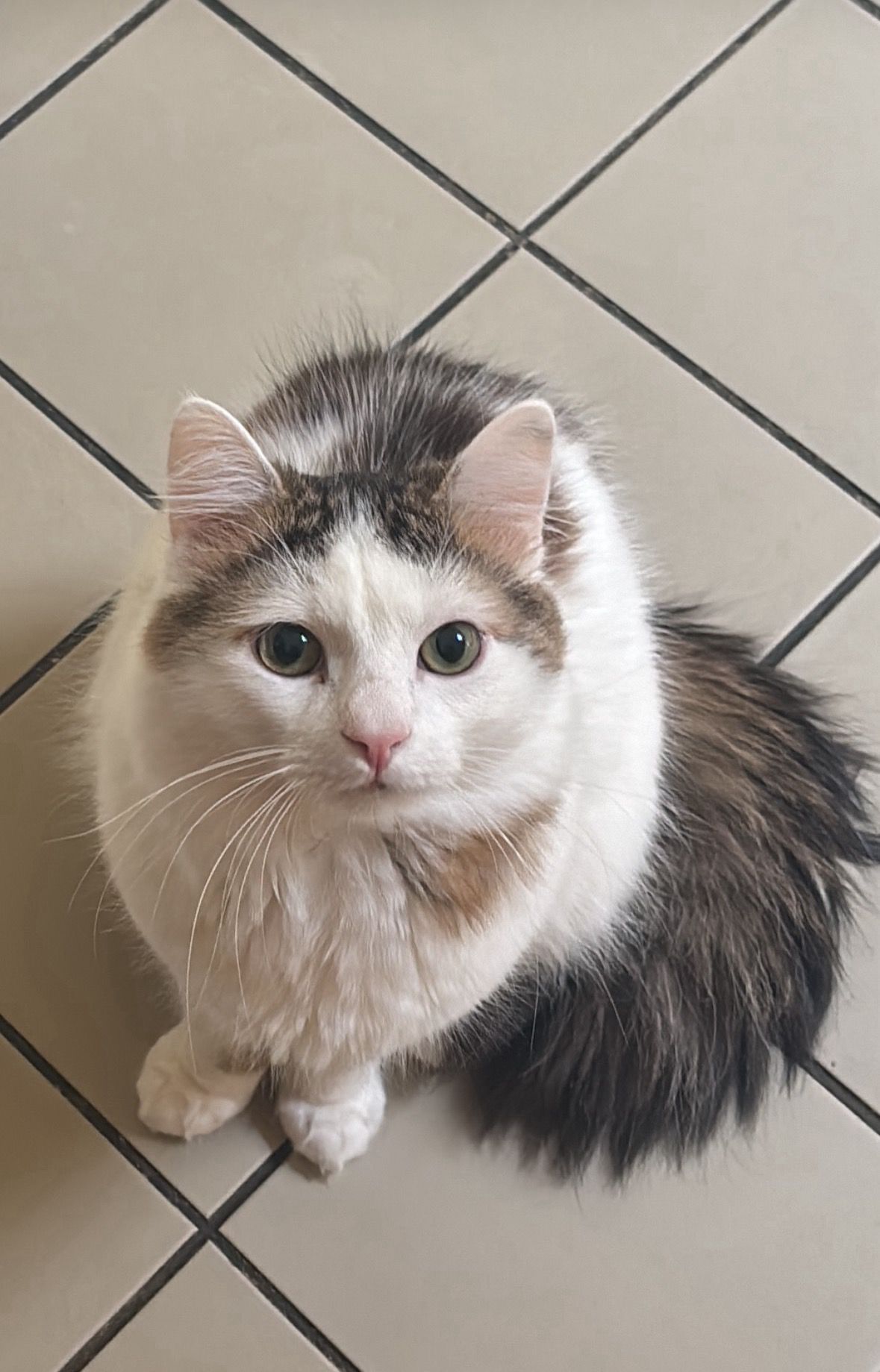 Lülük - Mykolo Marcinkevičiaus G., Vilnius