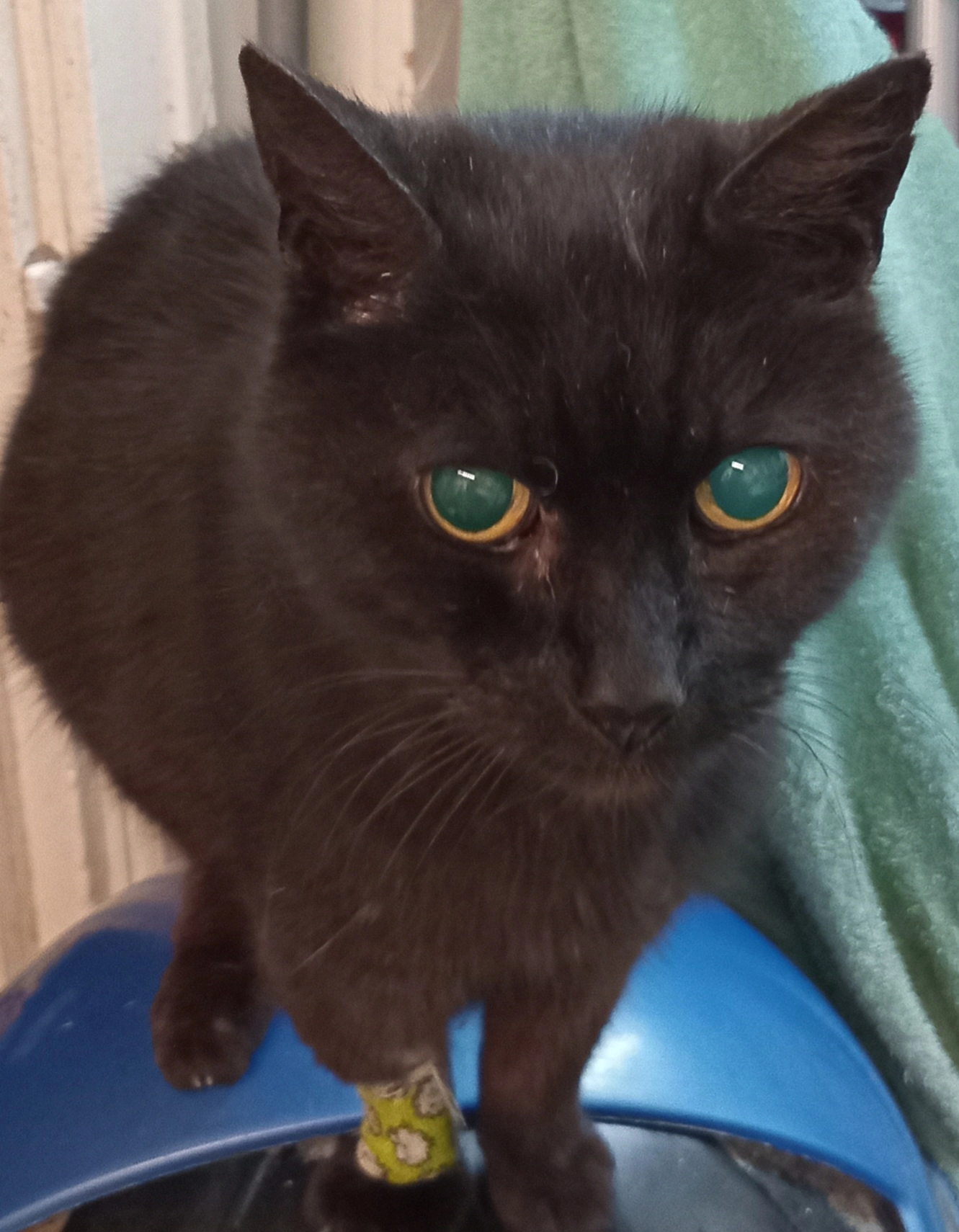 Charlie - Rochester Way, London