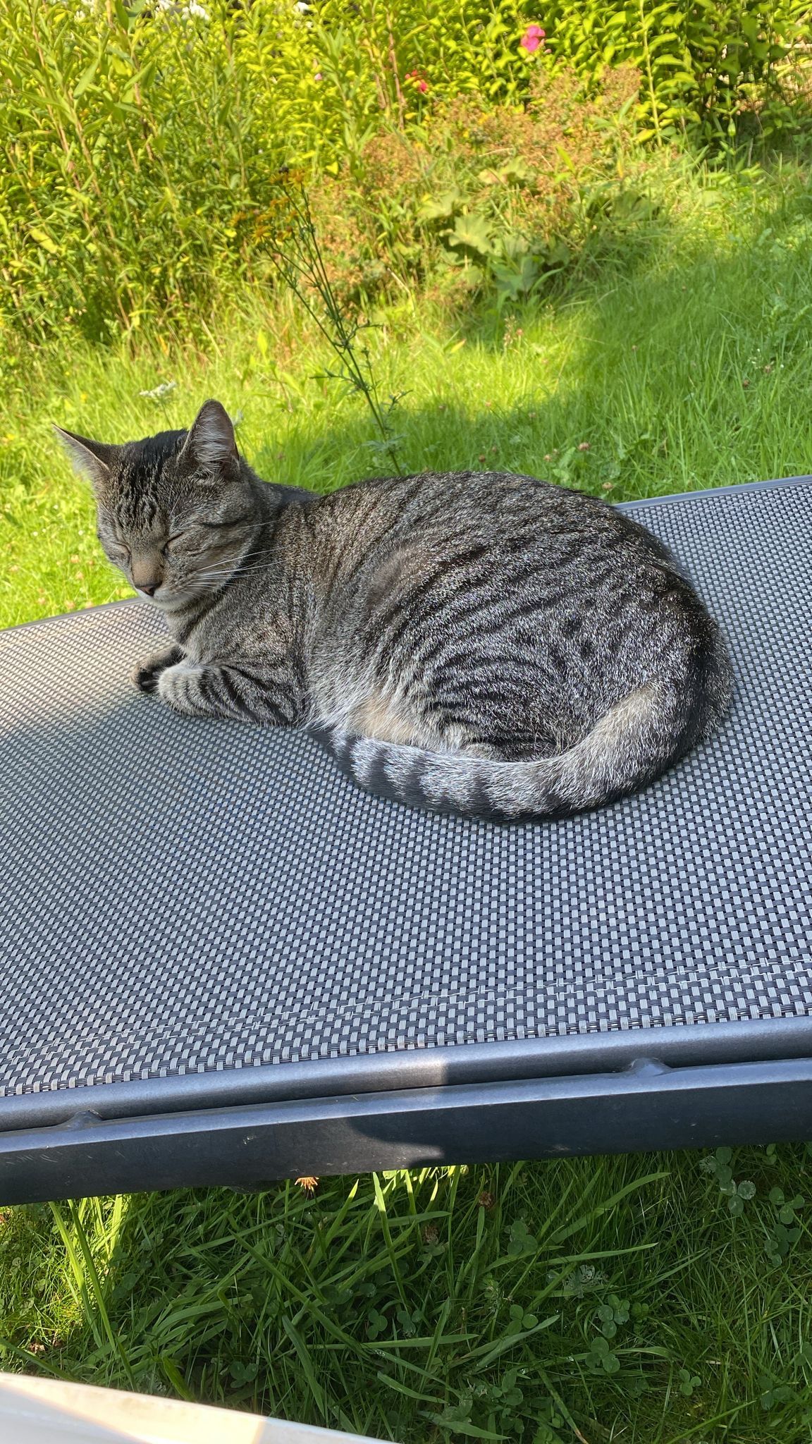 Simba - Ahornweg, Rheine