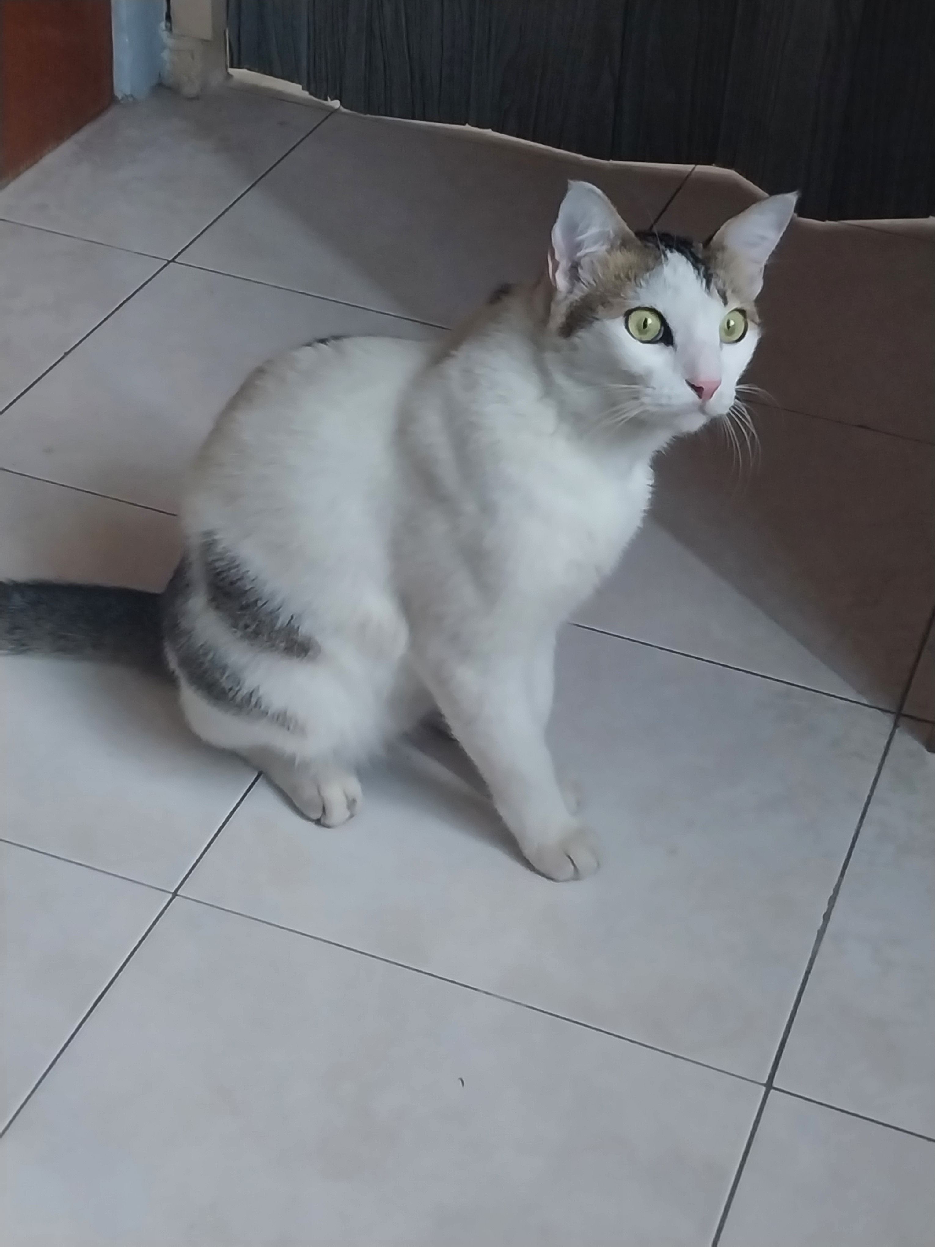 Ah Meow - 31400, Ipoh