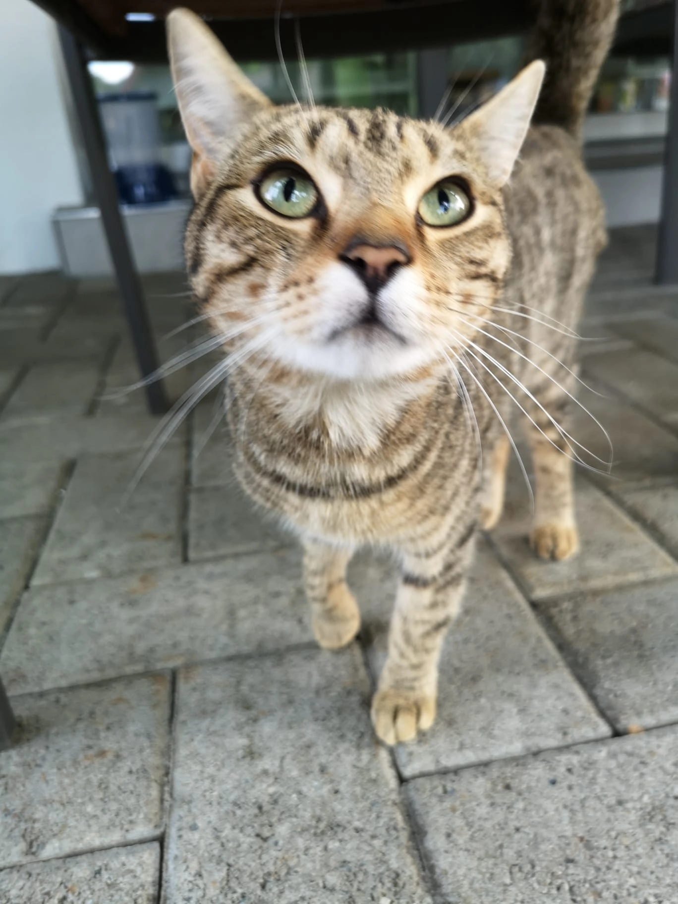 Johnny - Bächliacker, Erlen