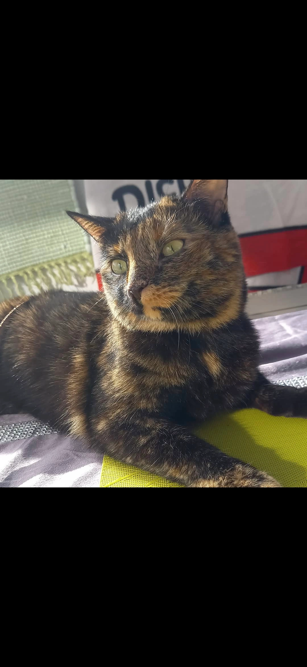 Pandora - Neufelderstraße 33, Linz