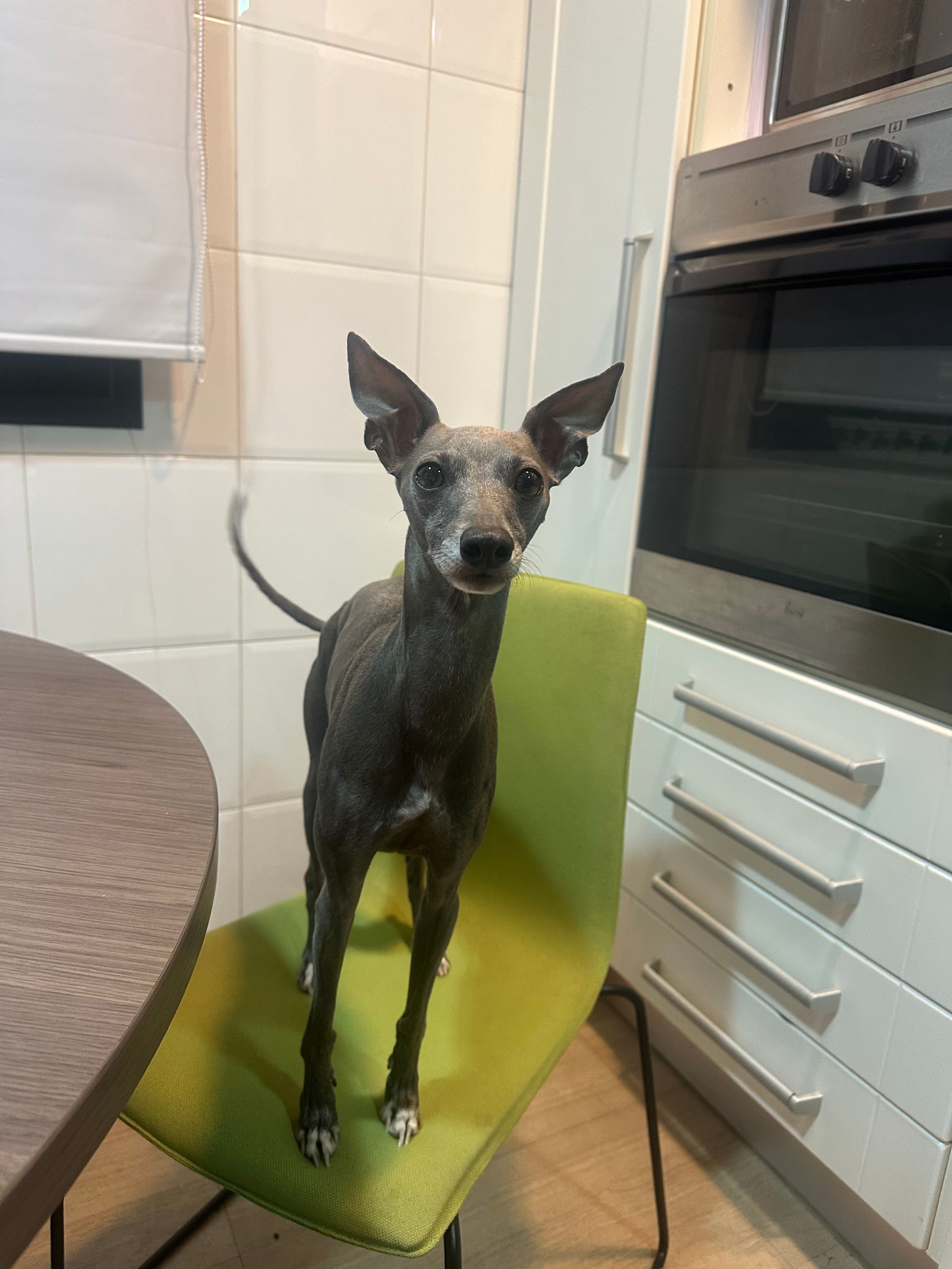 Rayo - Camino De La Carretera De El Pardo A Colmenar Viejo, Madrid