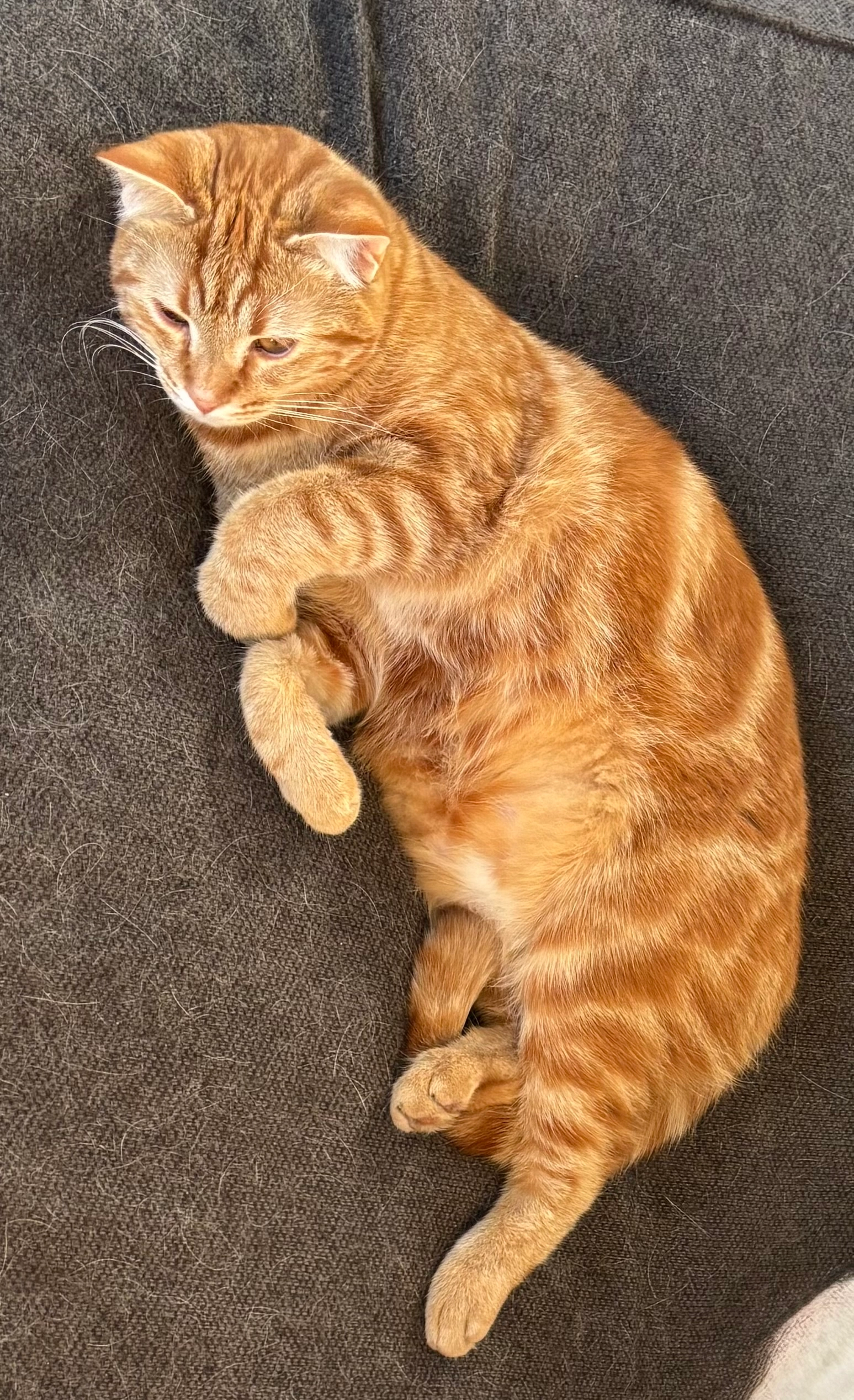 Sunshine  - Chaussée de Mons 323, Soignies