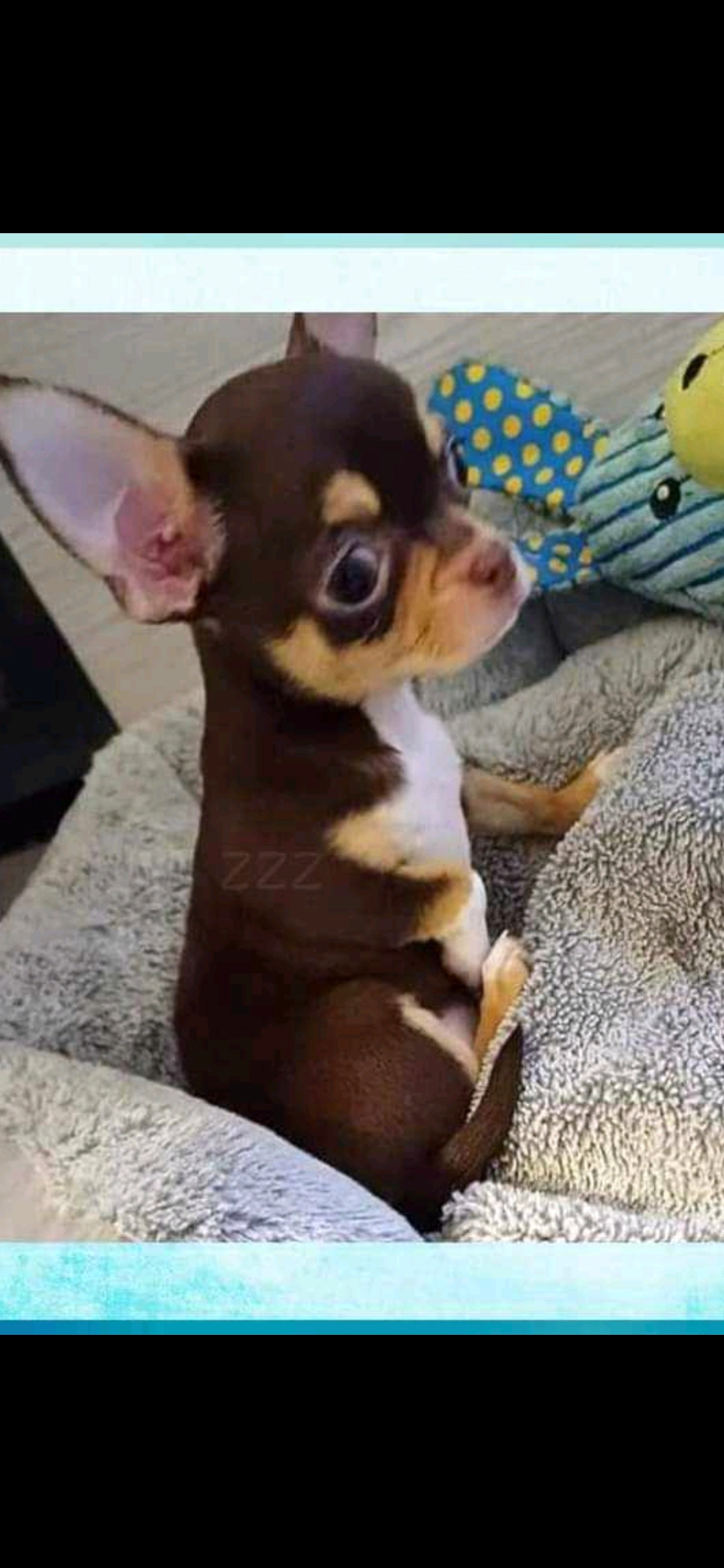 Chanel - Valeer Ollivierstraat, Roeselare