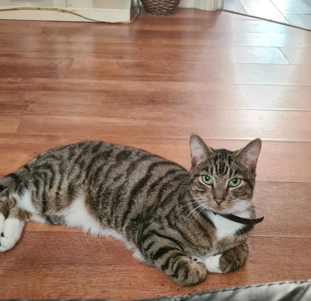 raven - Charles Close, Dereham