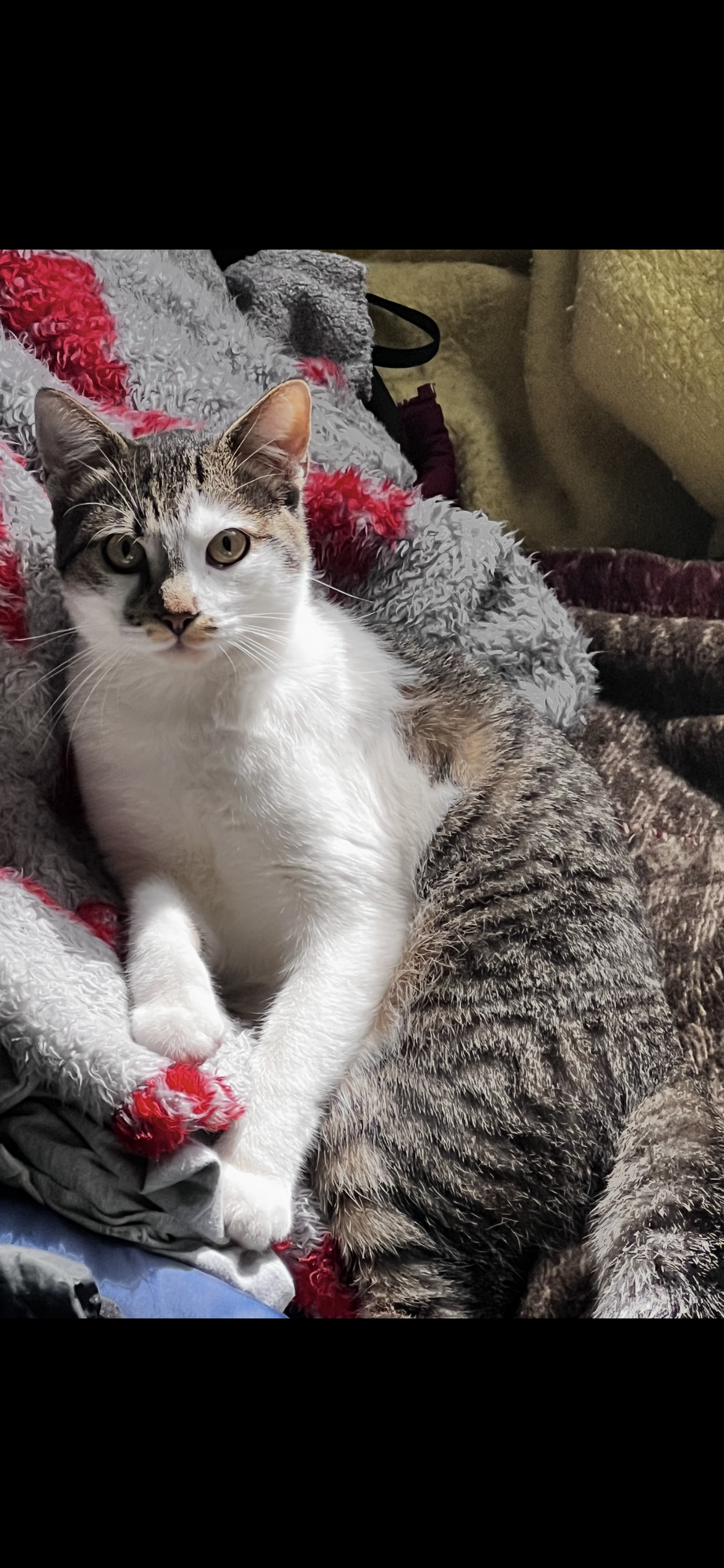 Lumpi - Podvine 50, Zagorje ob Savi