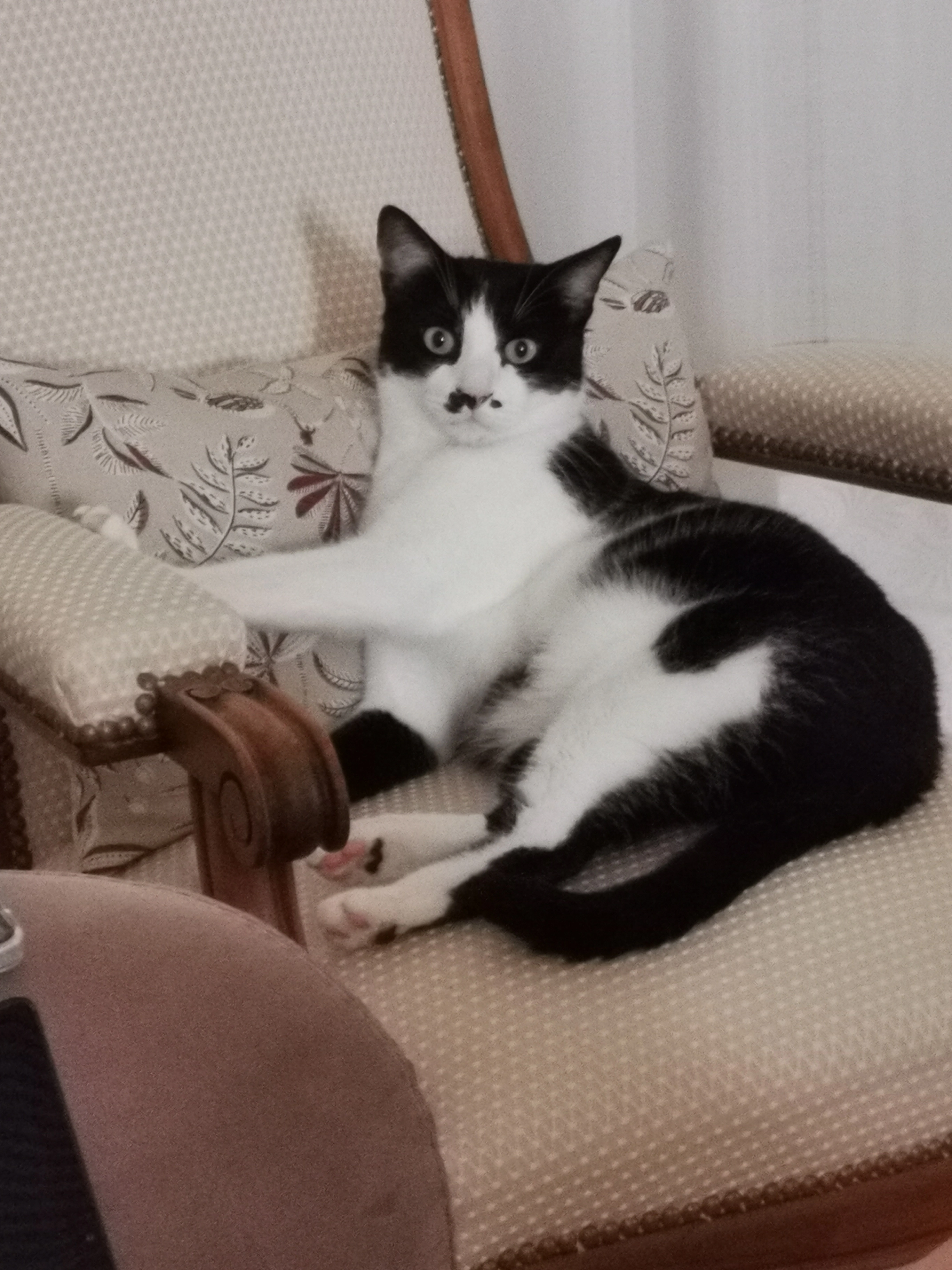 Moustache  - Chemin du Châtelet, Challans