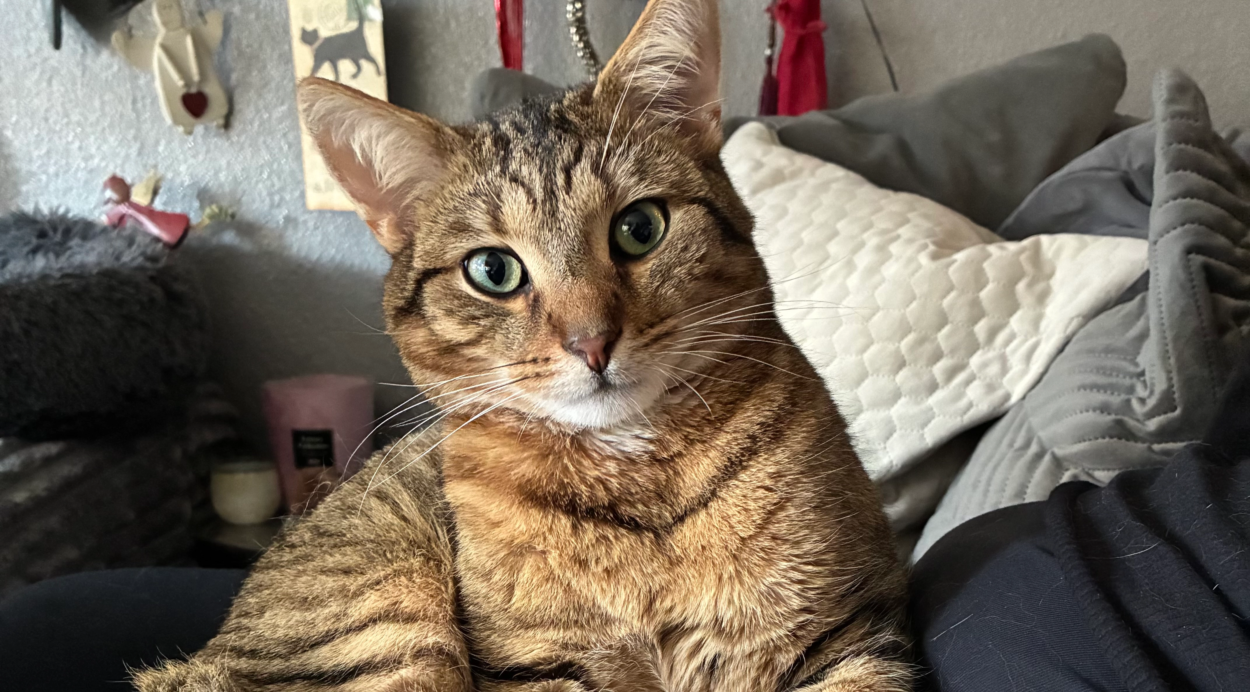 Brownie  - Am Marienfeld, Elsdorf