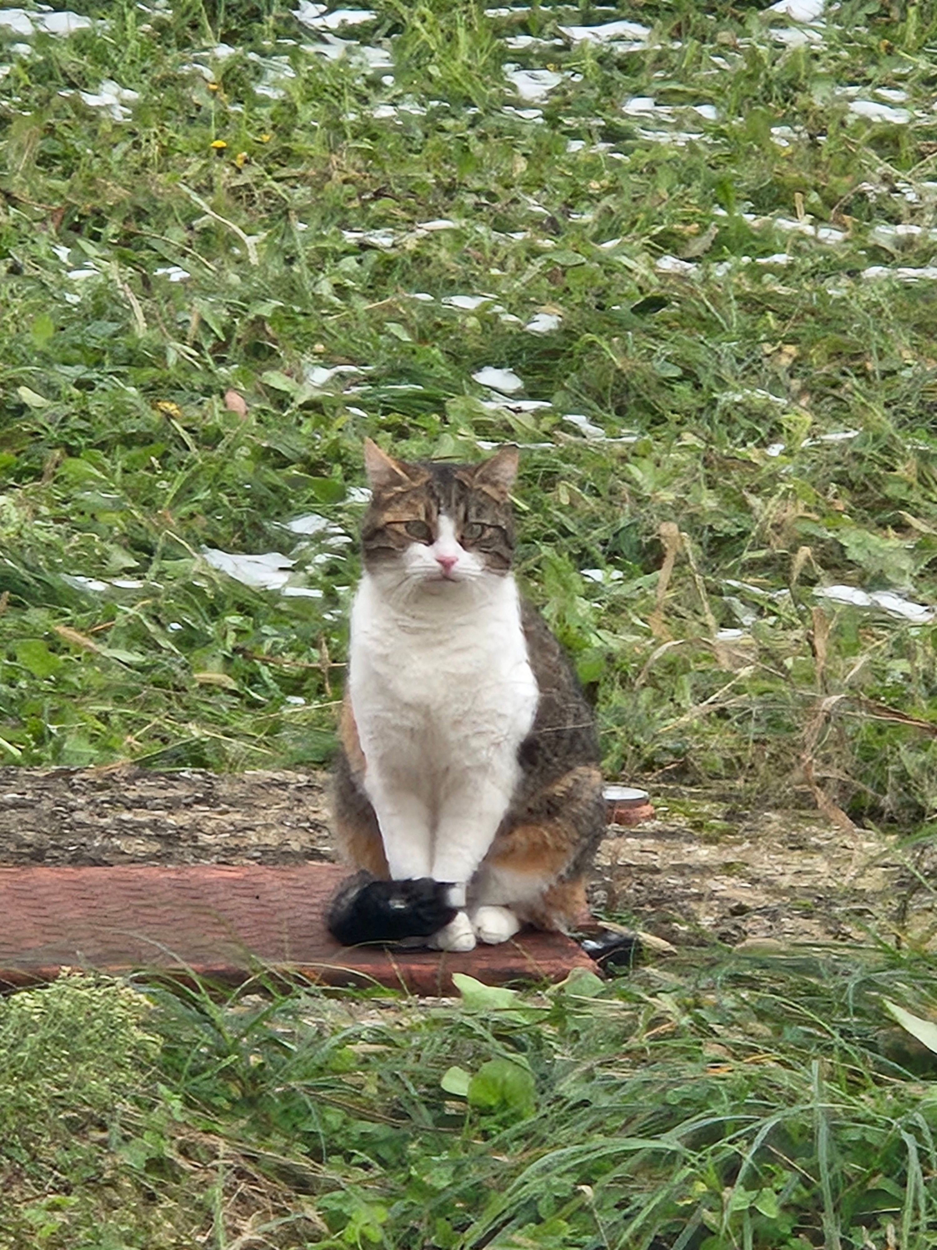 Fleki - Trećeg Bataljona 502. Viteške Brdske Brigade, Pokoj, Bihać